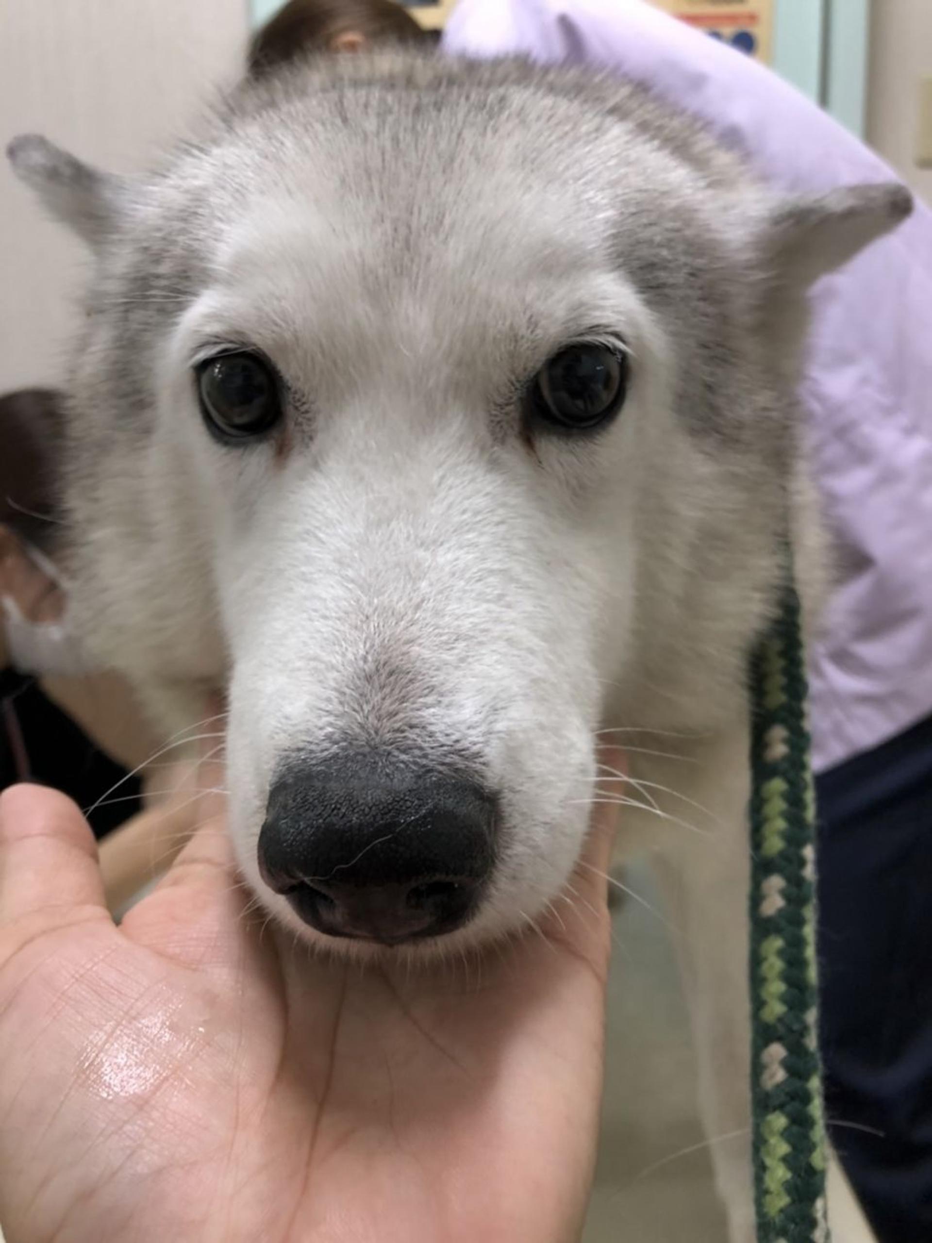 pet-image-2