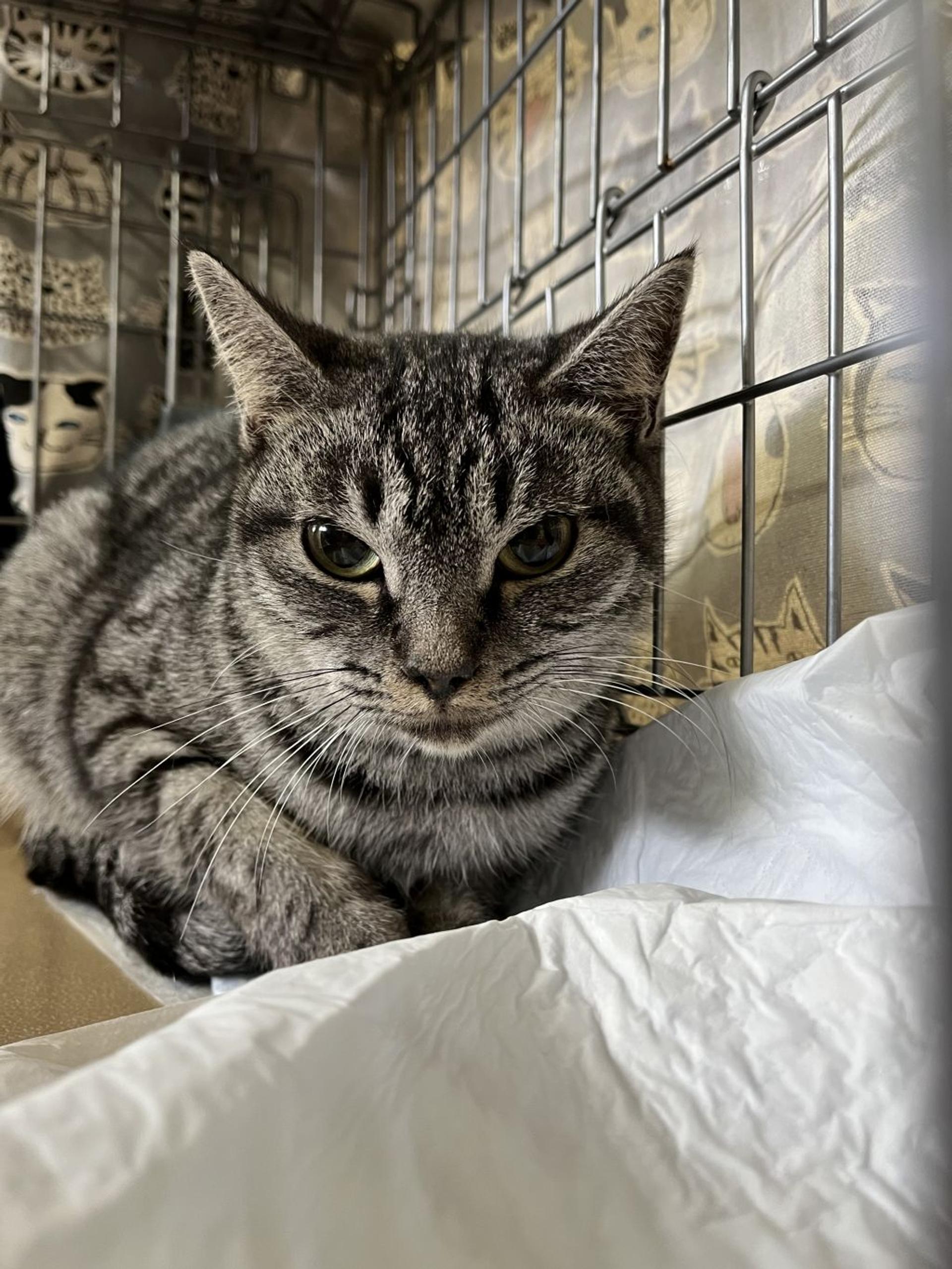 pet-image-3