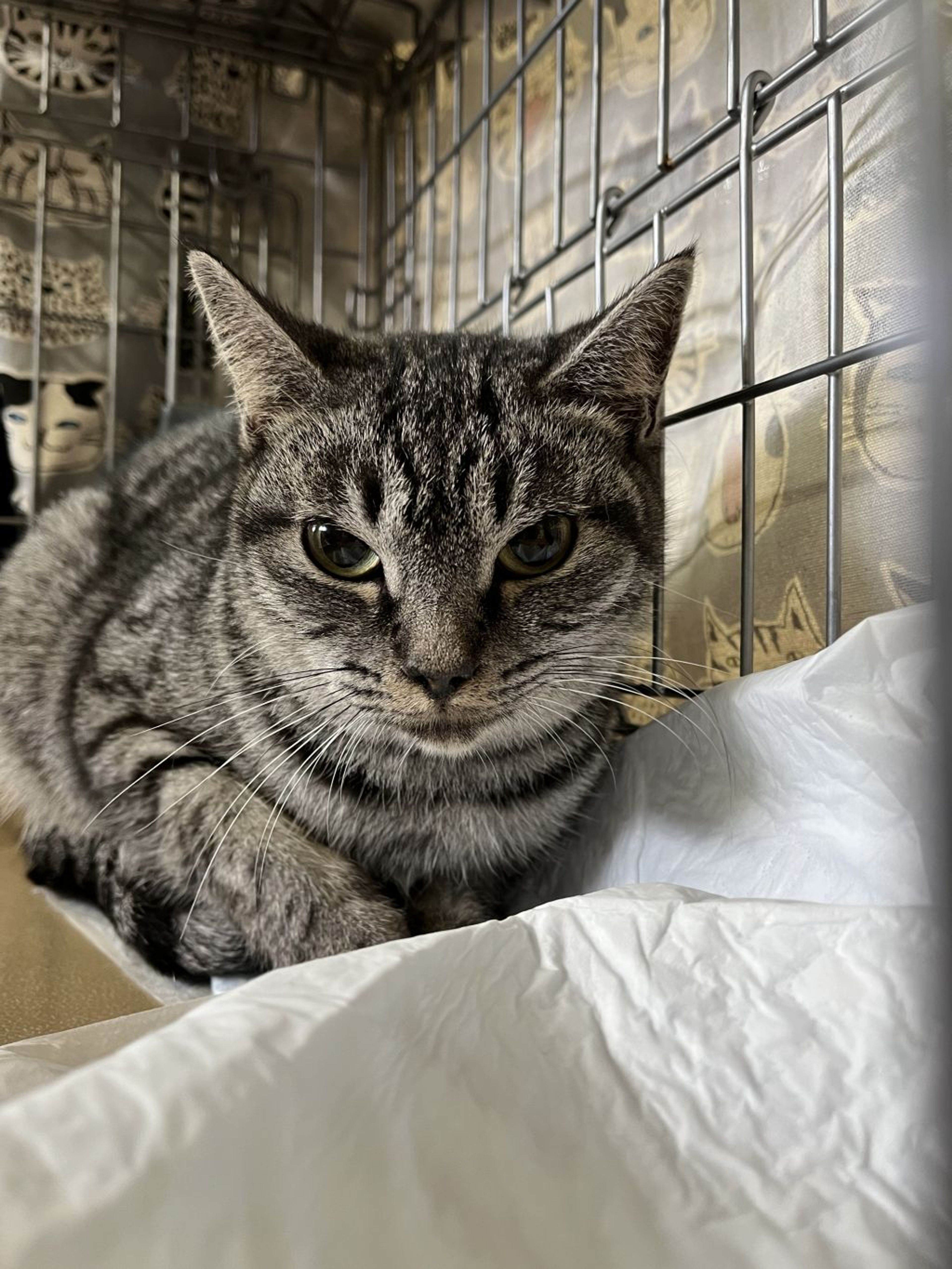 pet-image-3