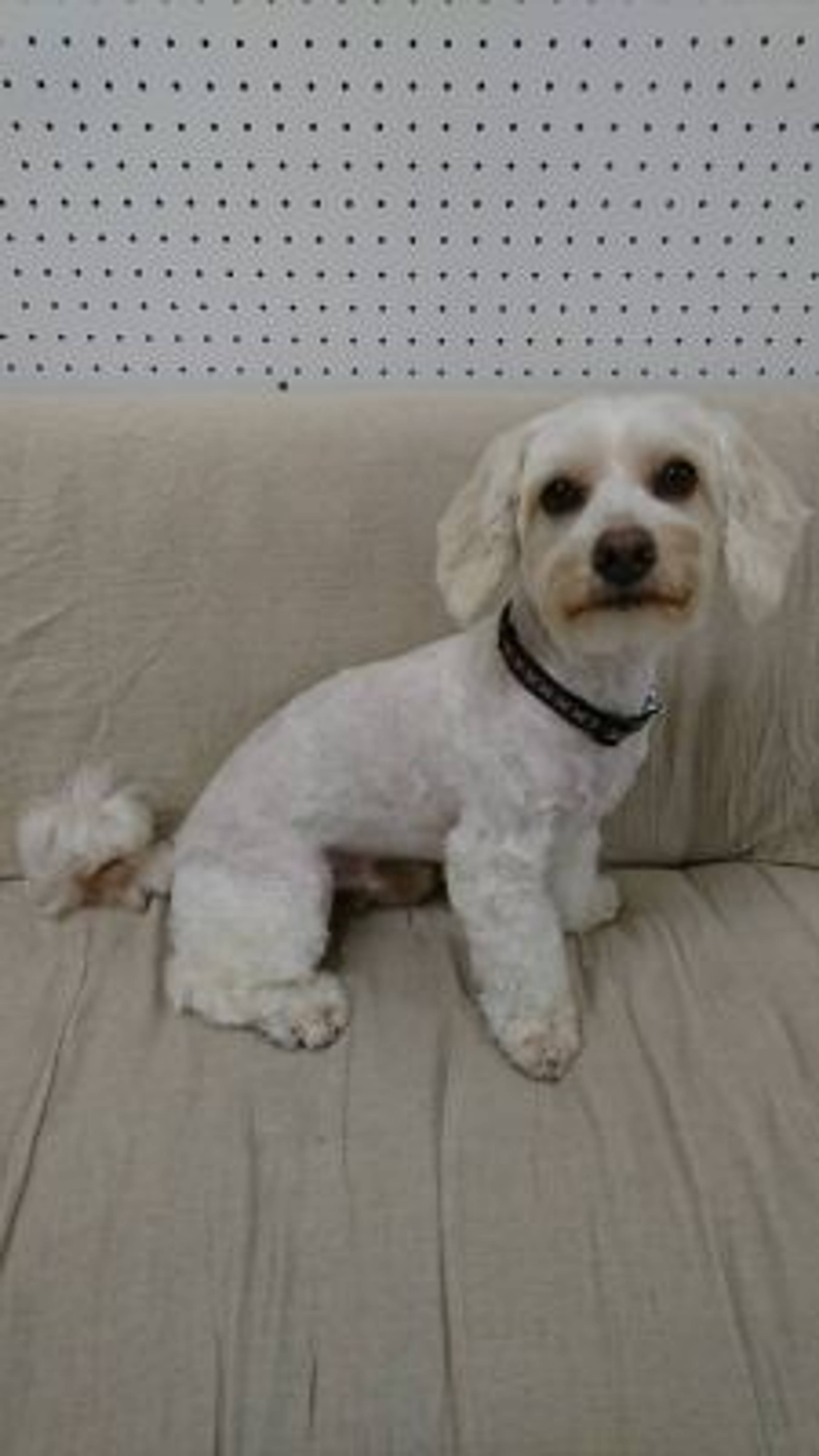 雑種（ミックス犬）・オスの里親募集の写真