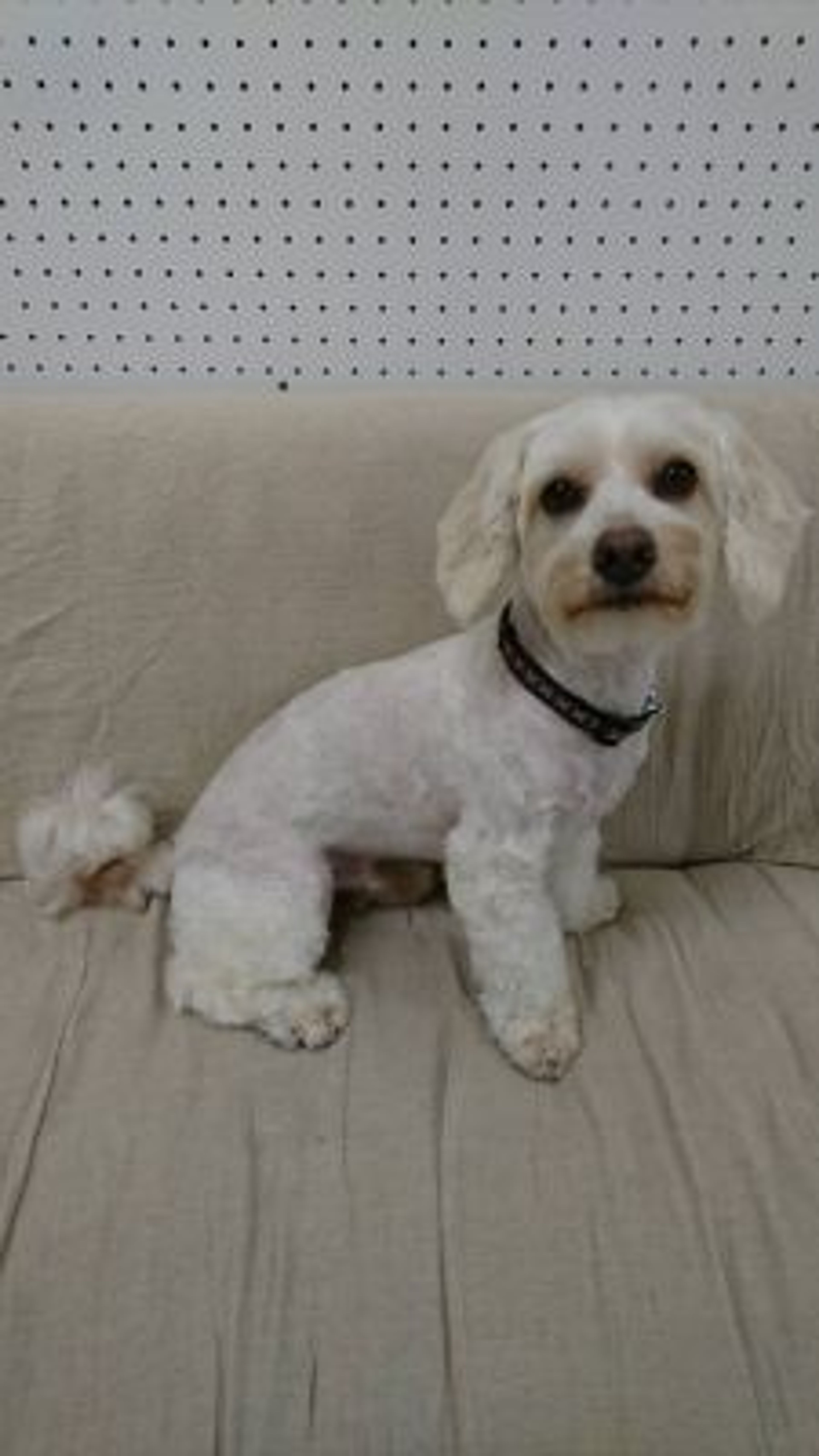 雑種（ミックス犬）・オスの里親募集の写真