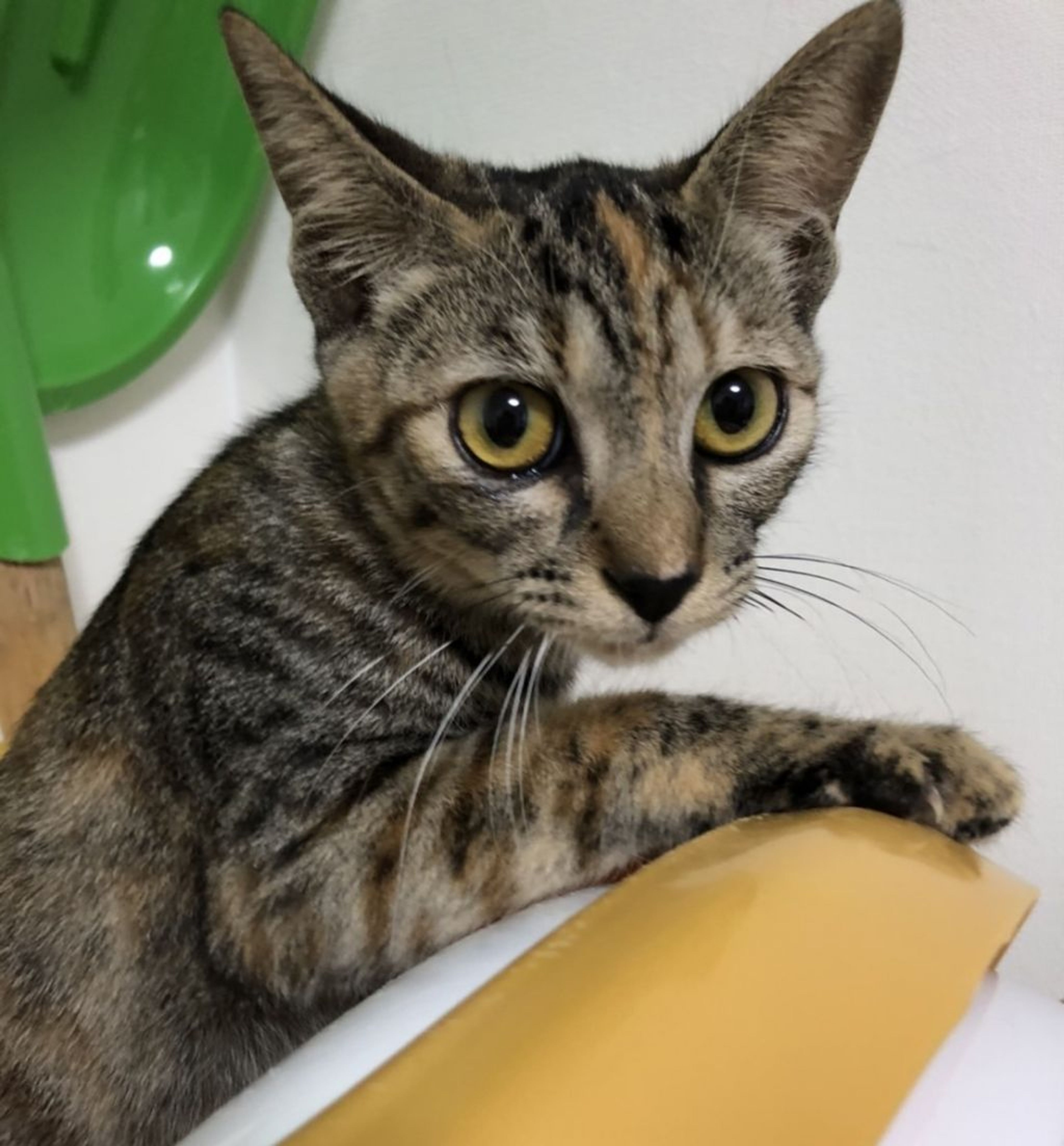 雑種（ミックス猫）・メスの里親募集の写真