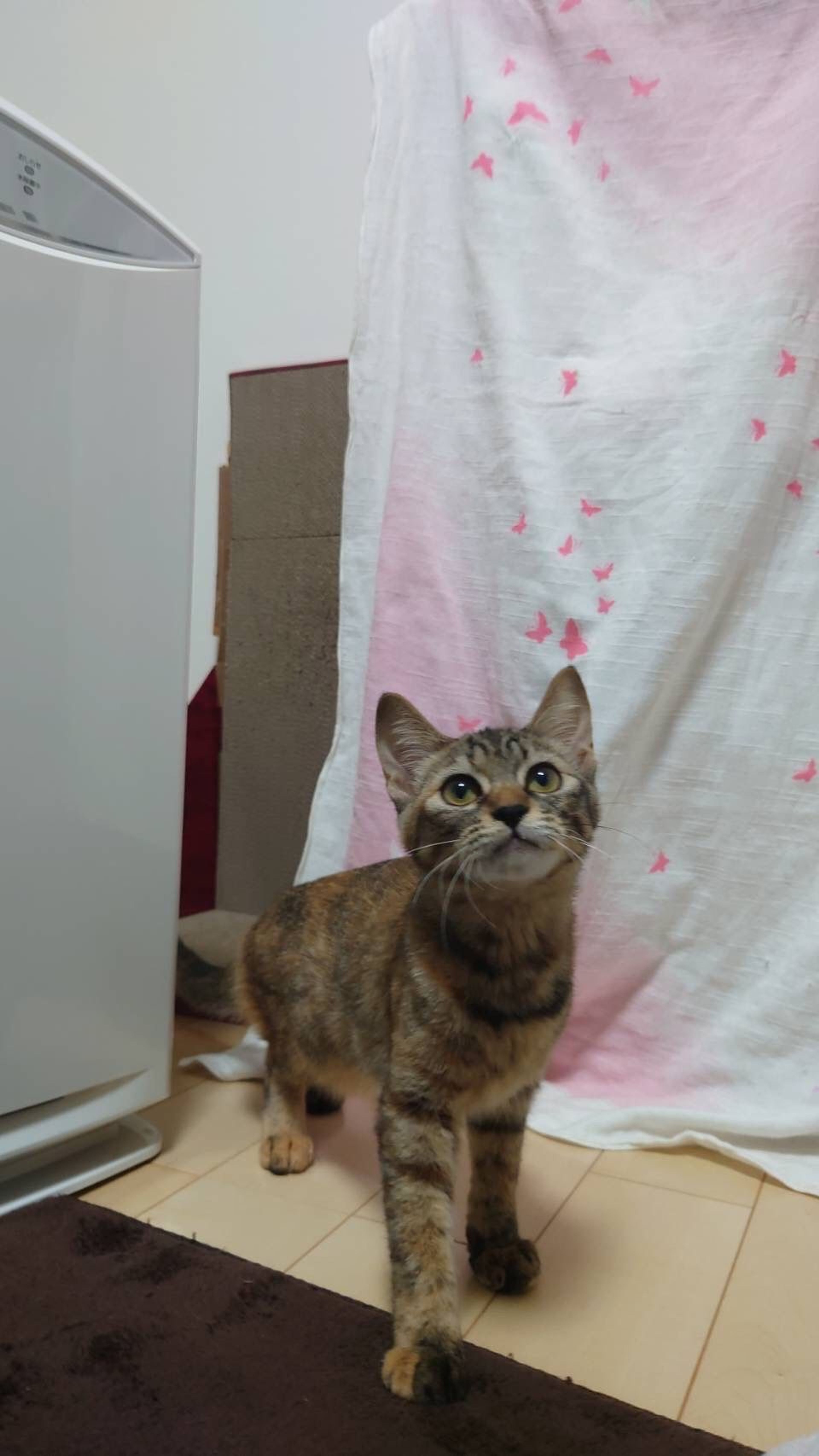 pet-image-4