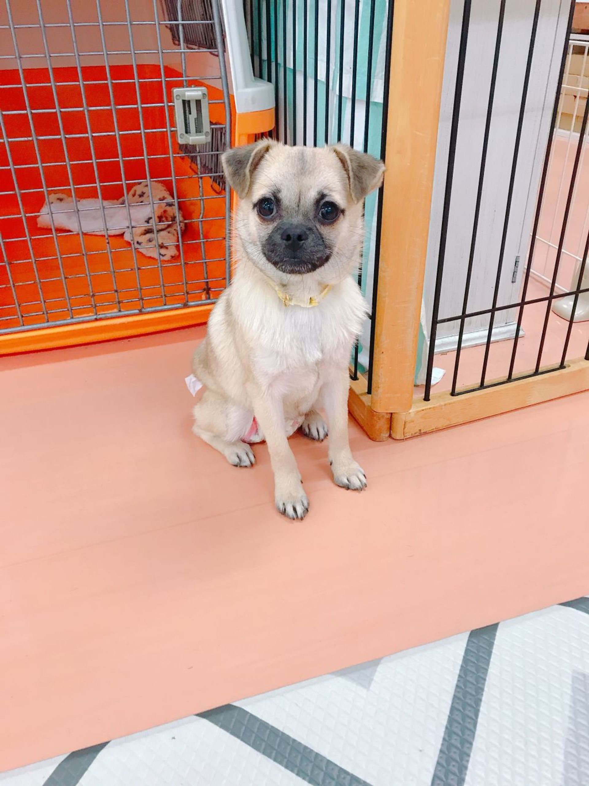 雑種（ミックス犬）・メスの里親募集の写真