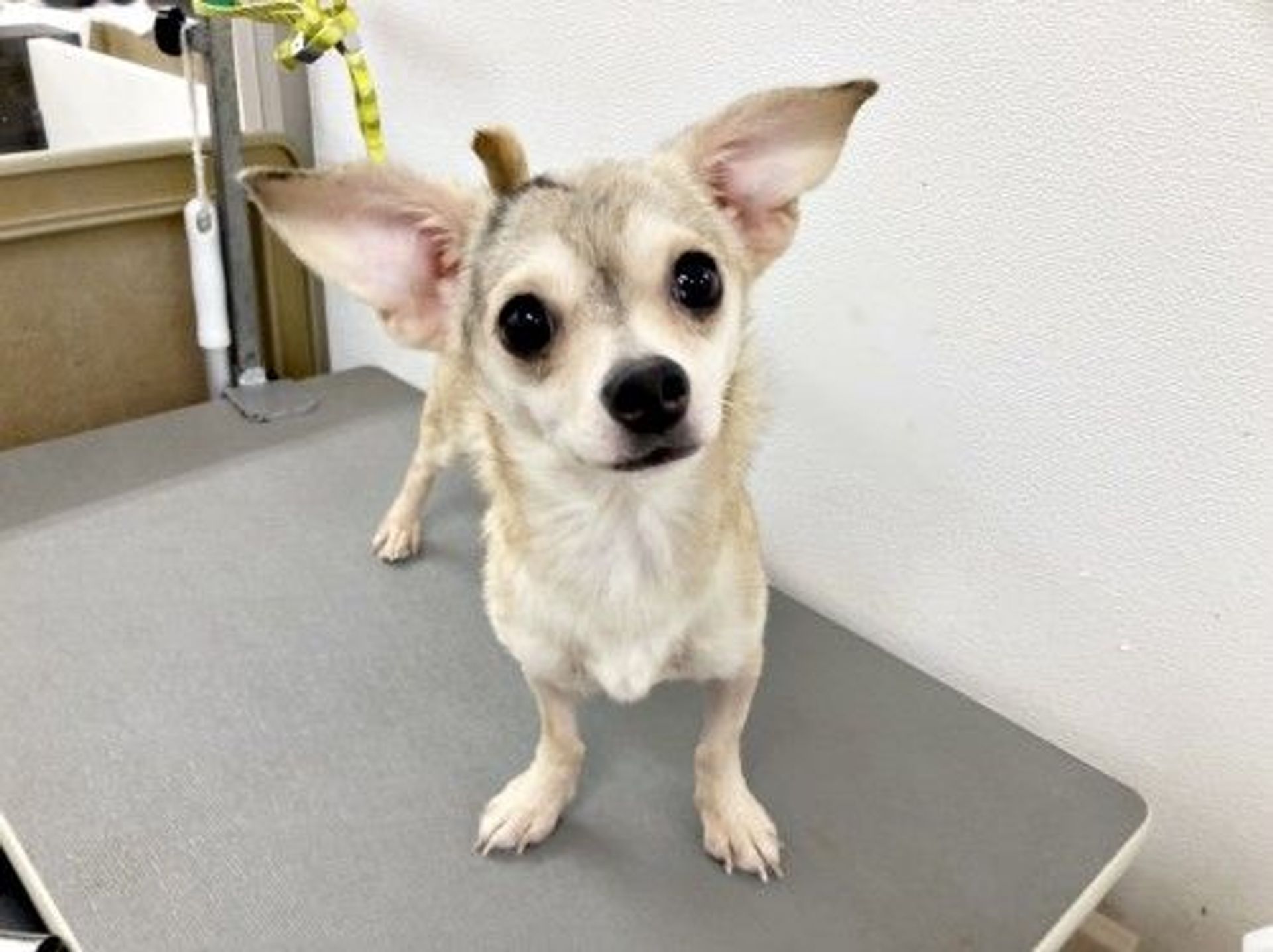 雑種（ミックス犬）・メスの里親募集の写真