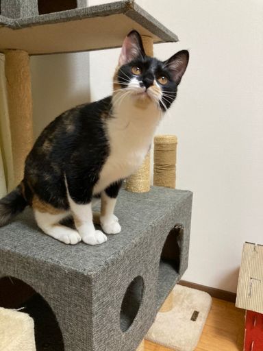 くるみちゃん(三毛猫)の写真
