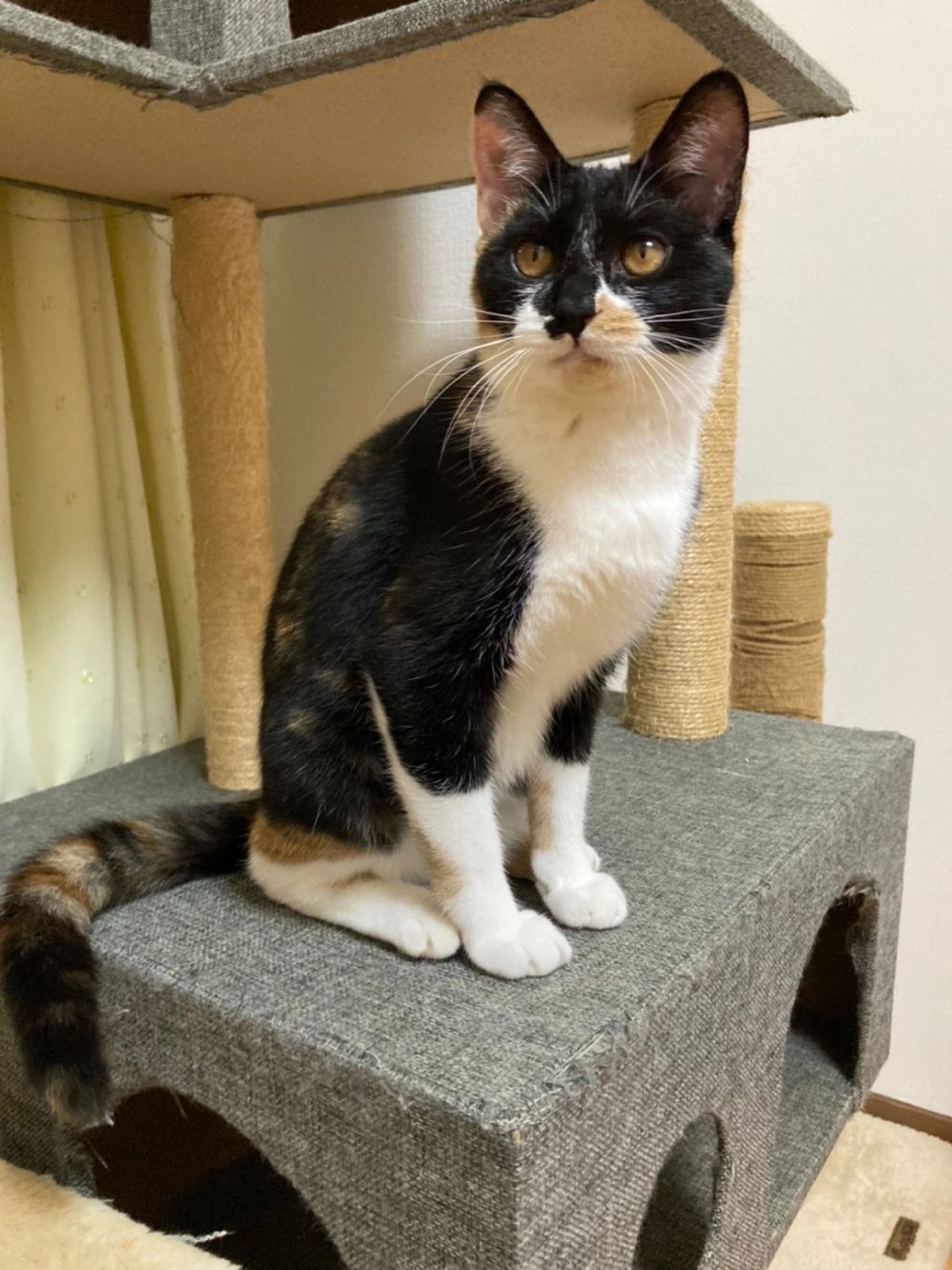 pet-image-2