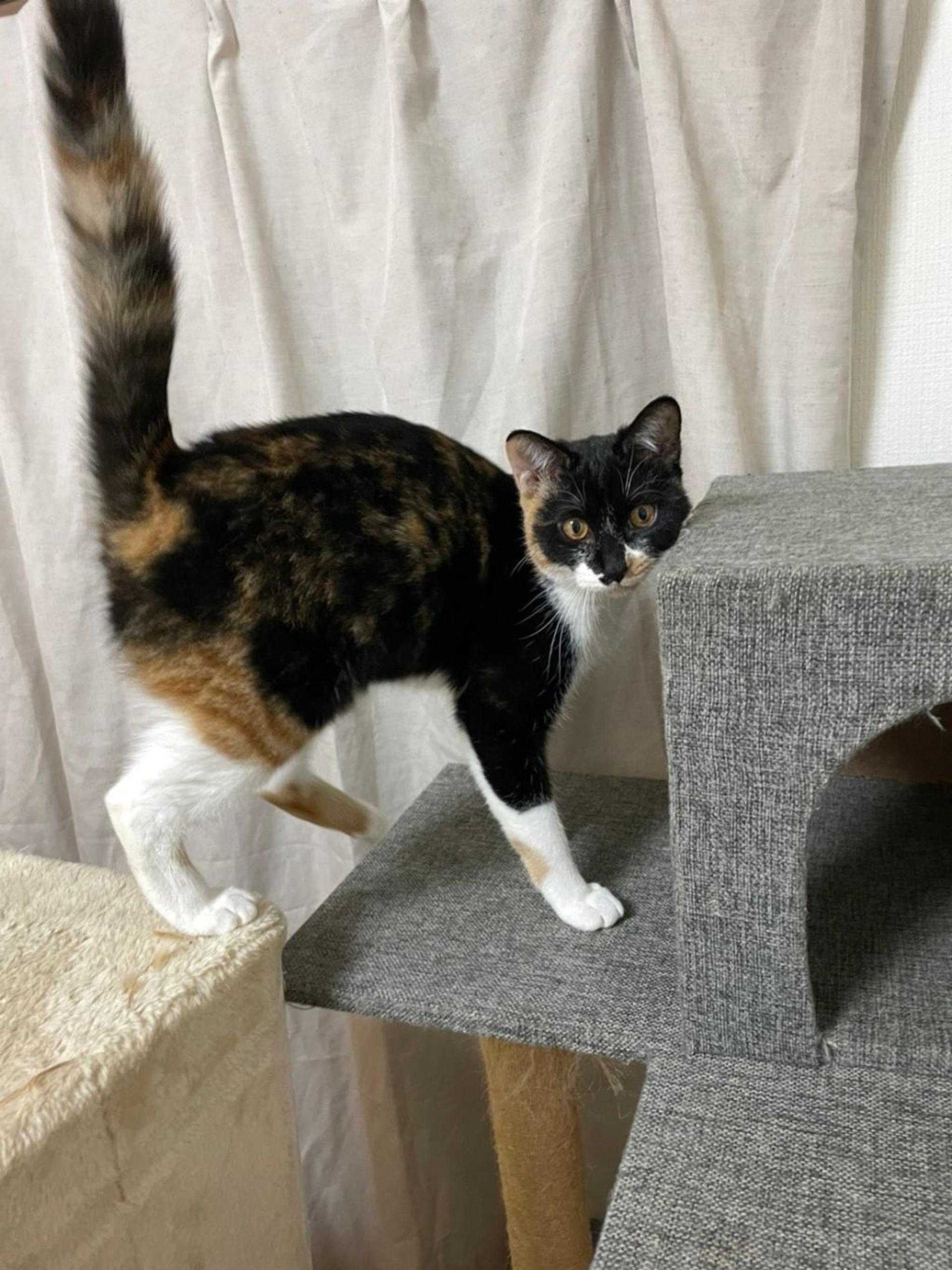 pet-image-3