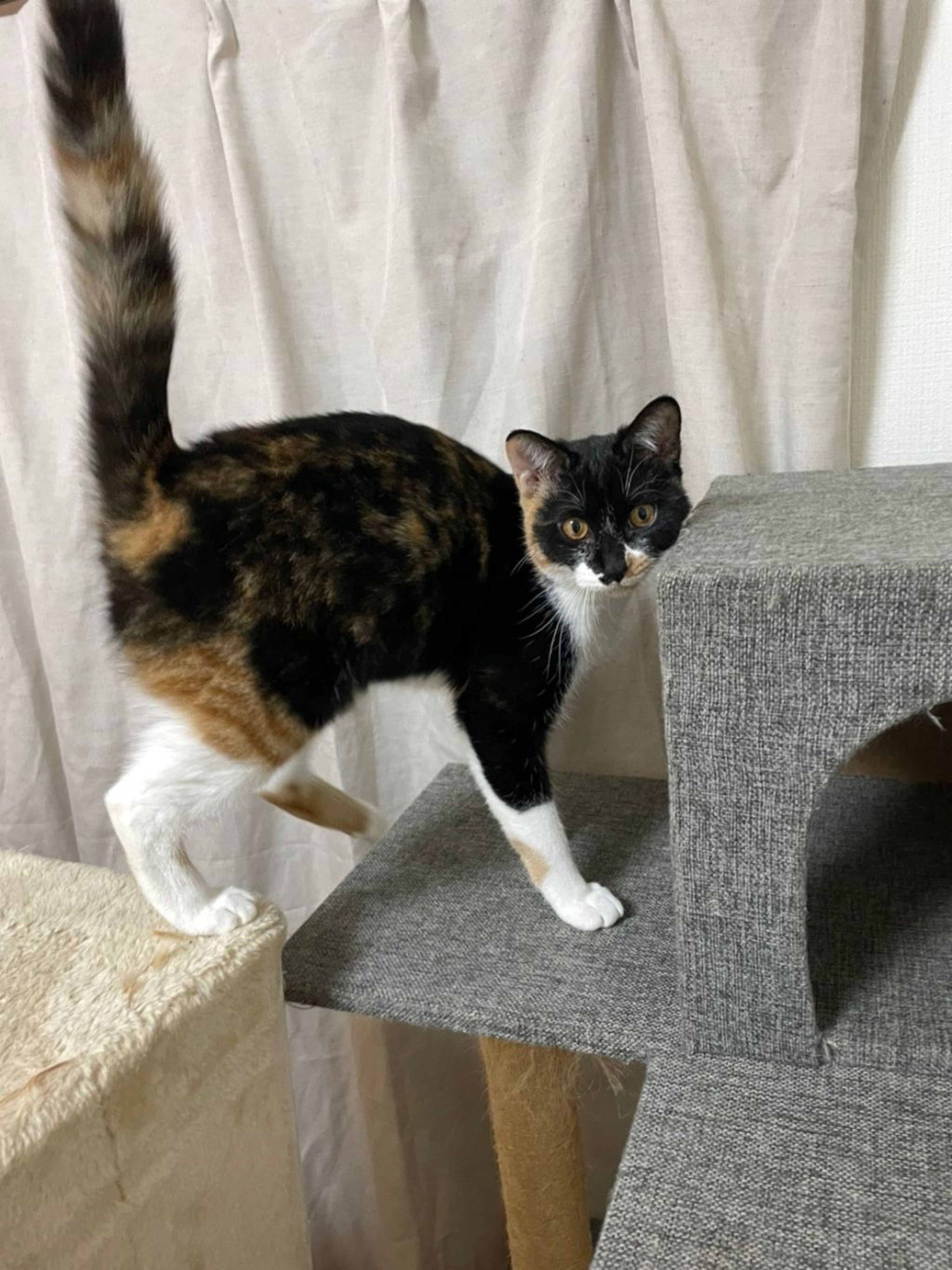 pet-image-3