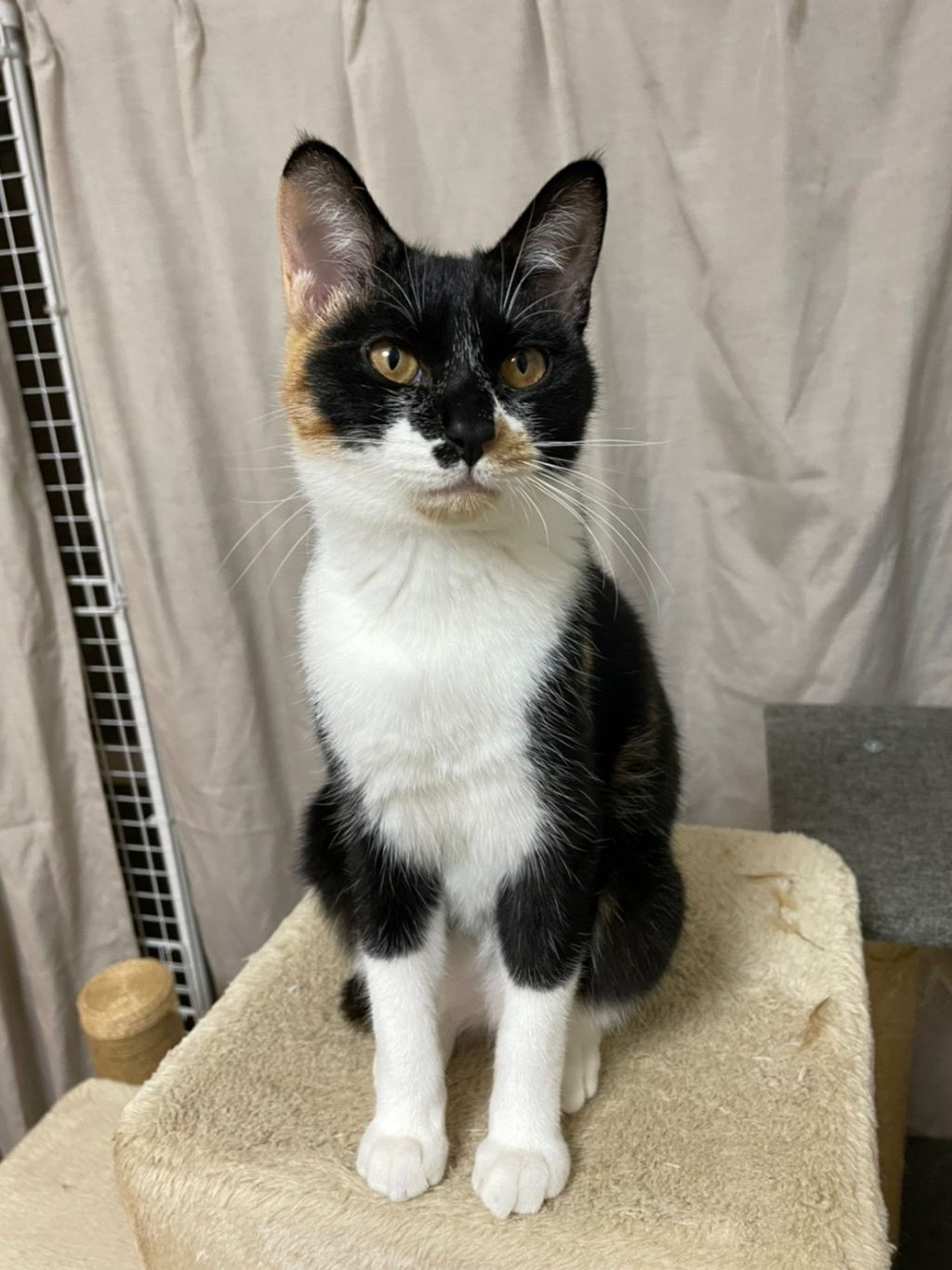 pet-image-4