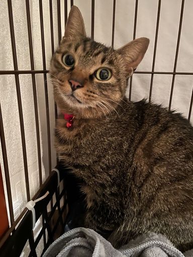 コロンちゃん★キジトラの写真