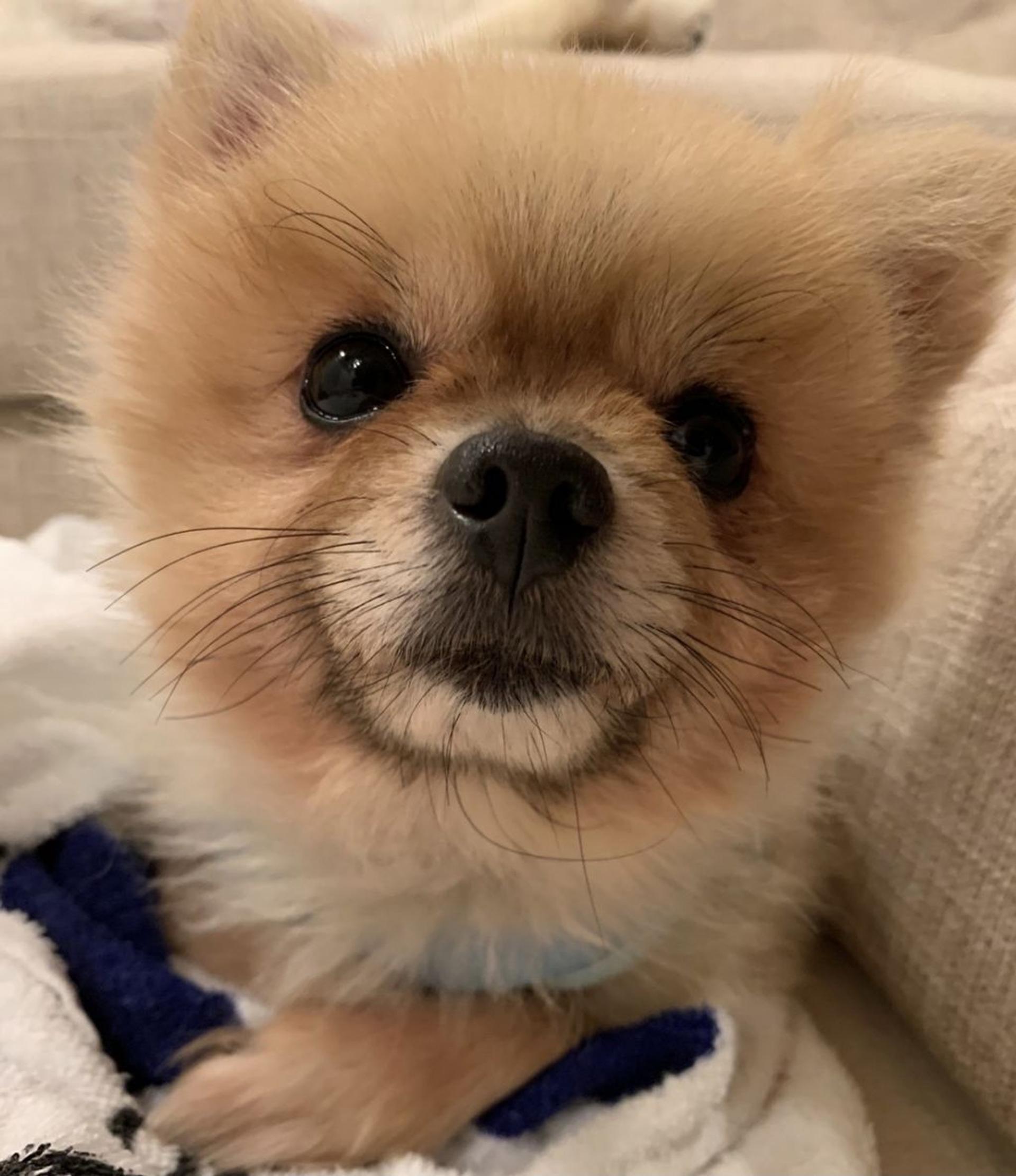 pet-image-2