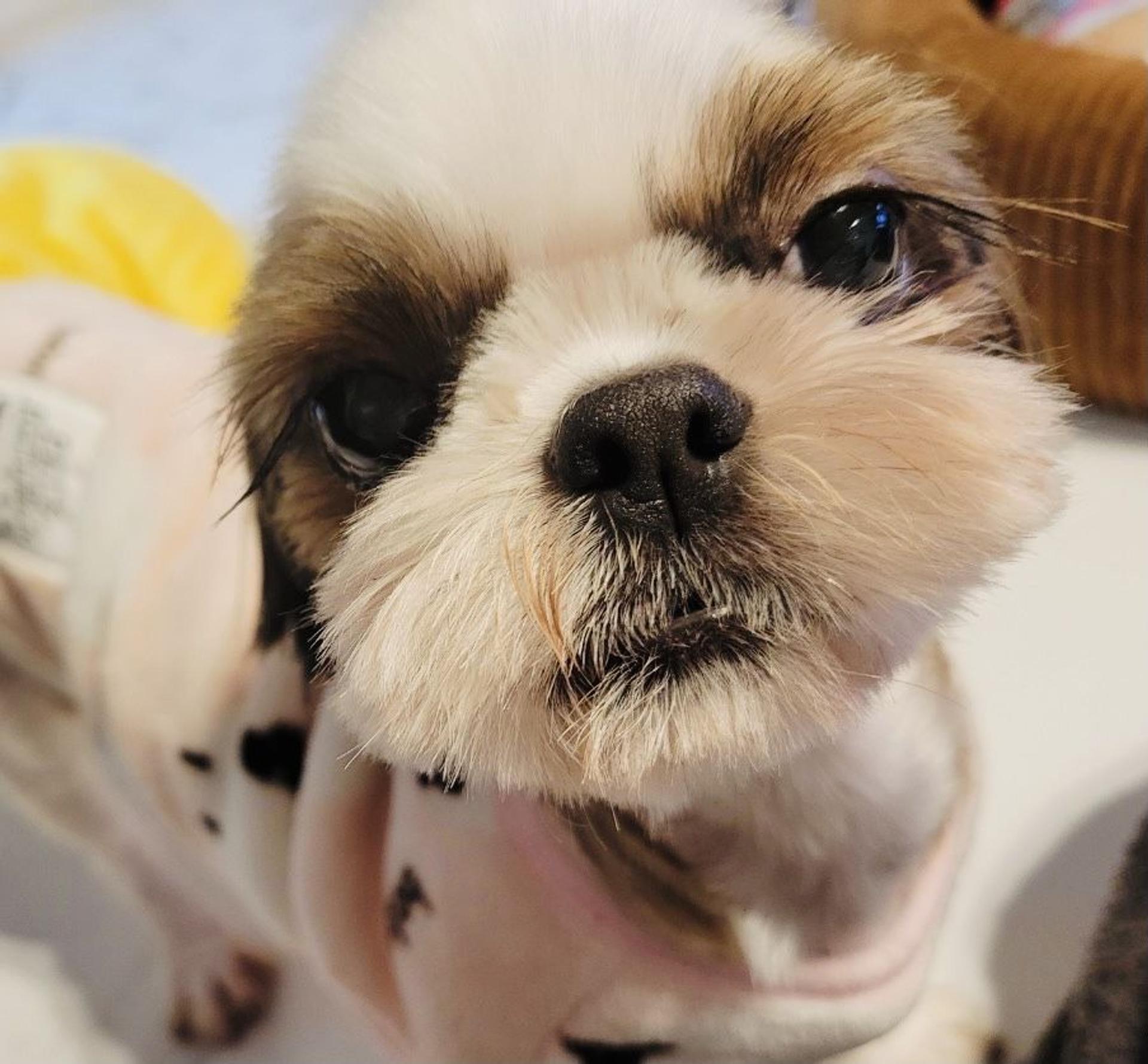 pet-image-2