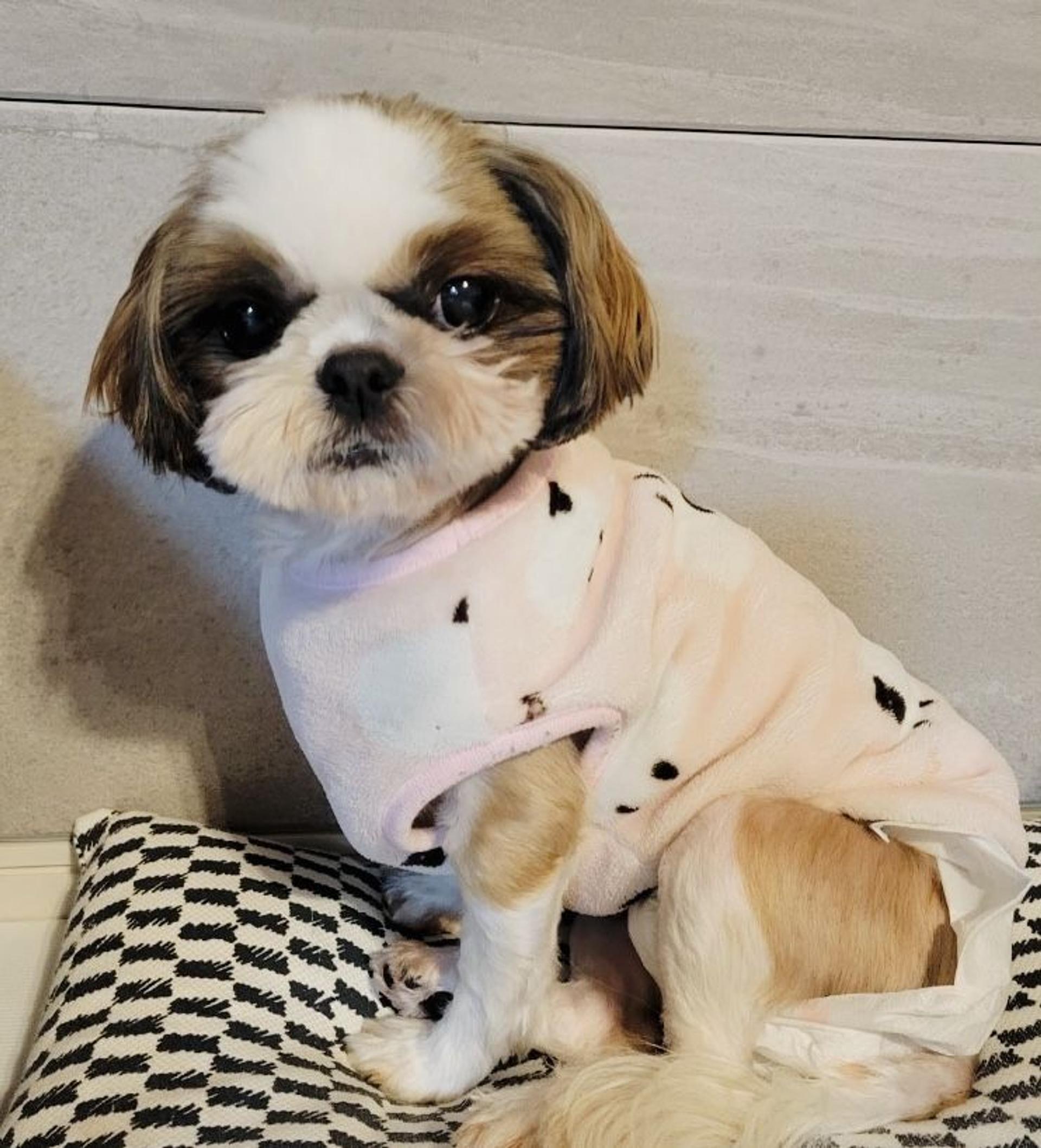pet-image-3