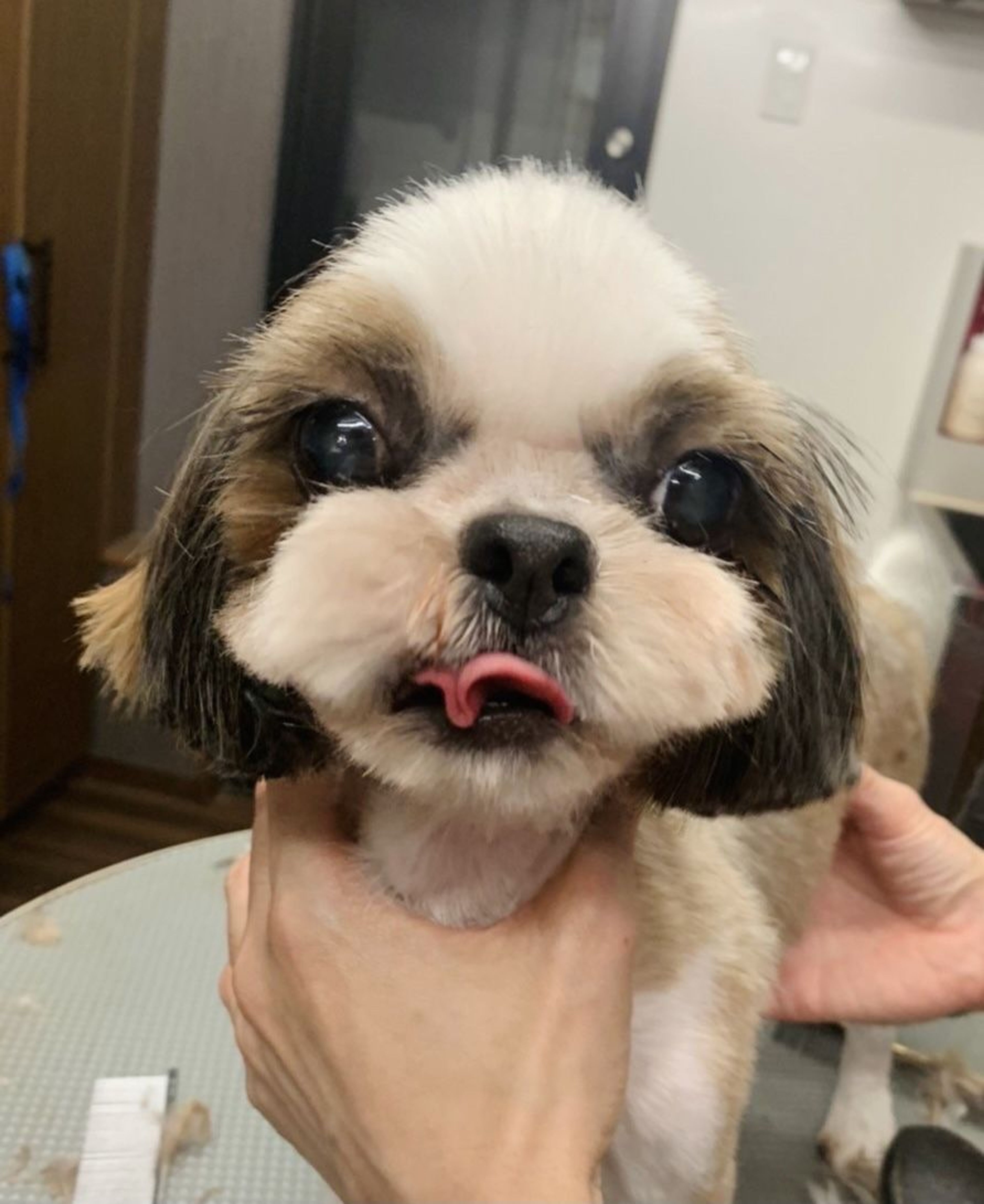 pet-image-4