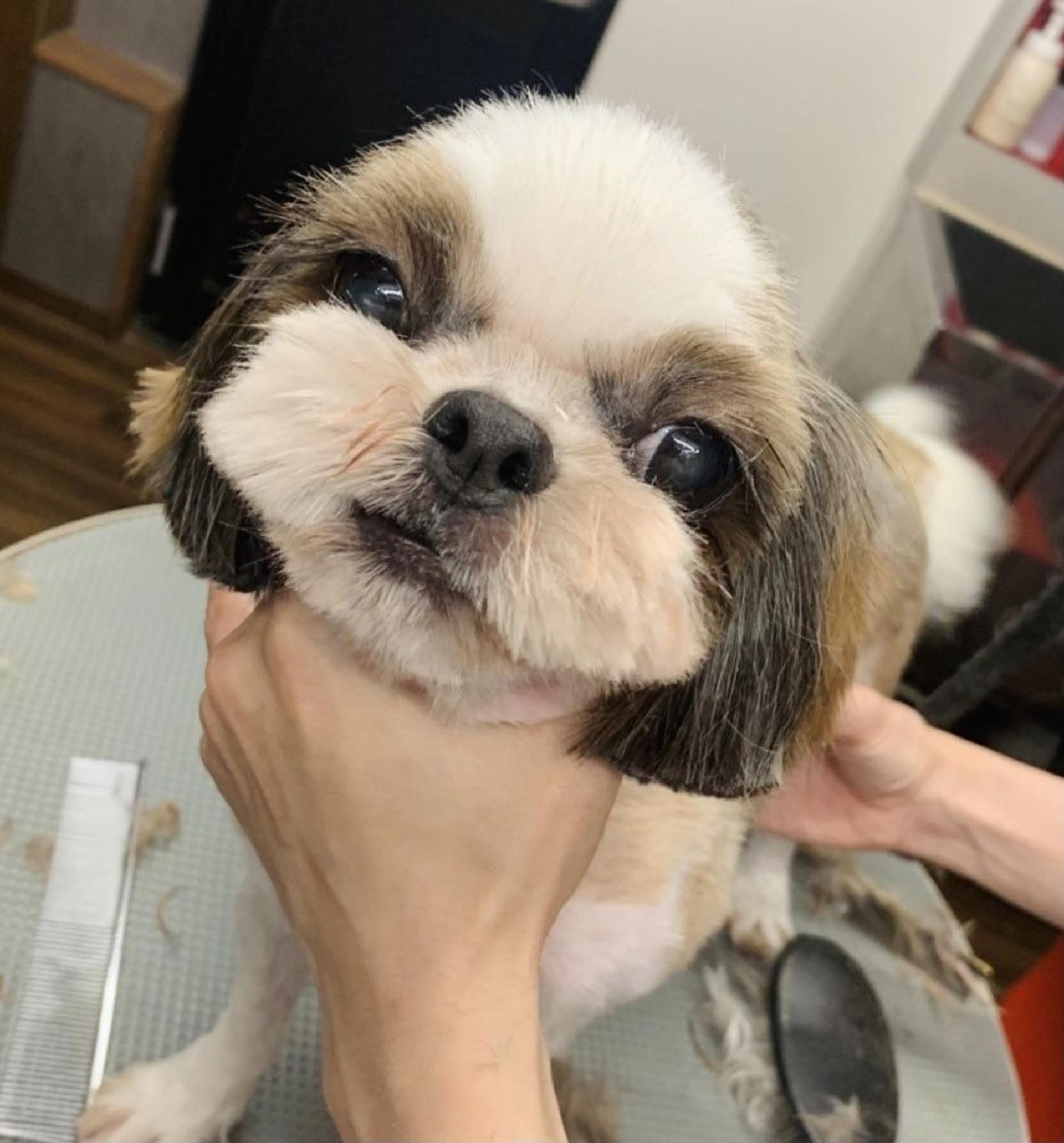 pet-image-5