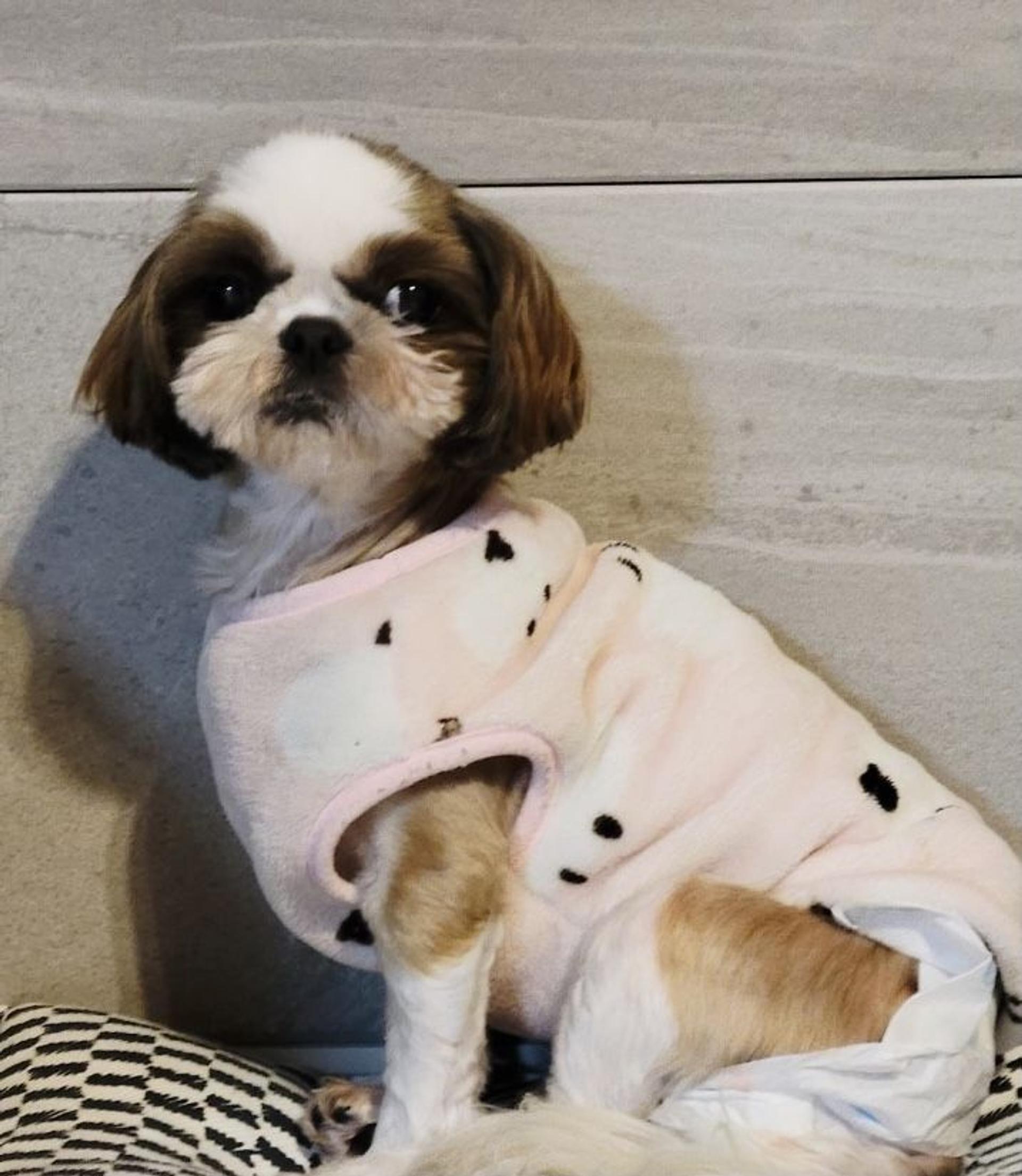 pet-image-6