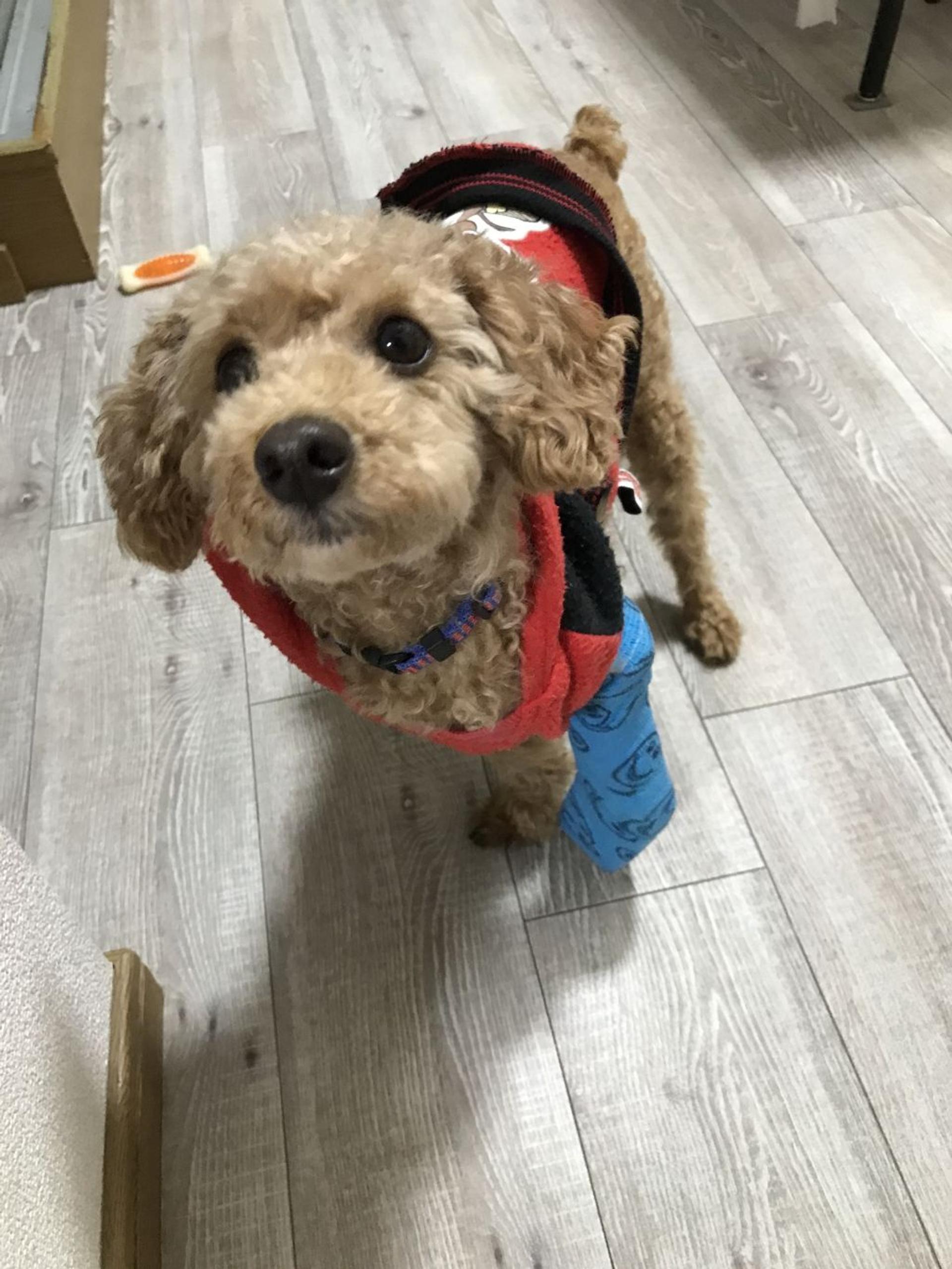 pet-image-3