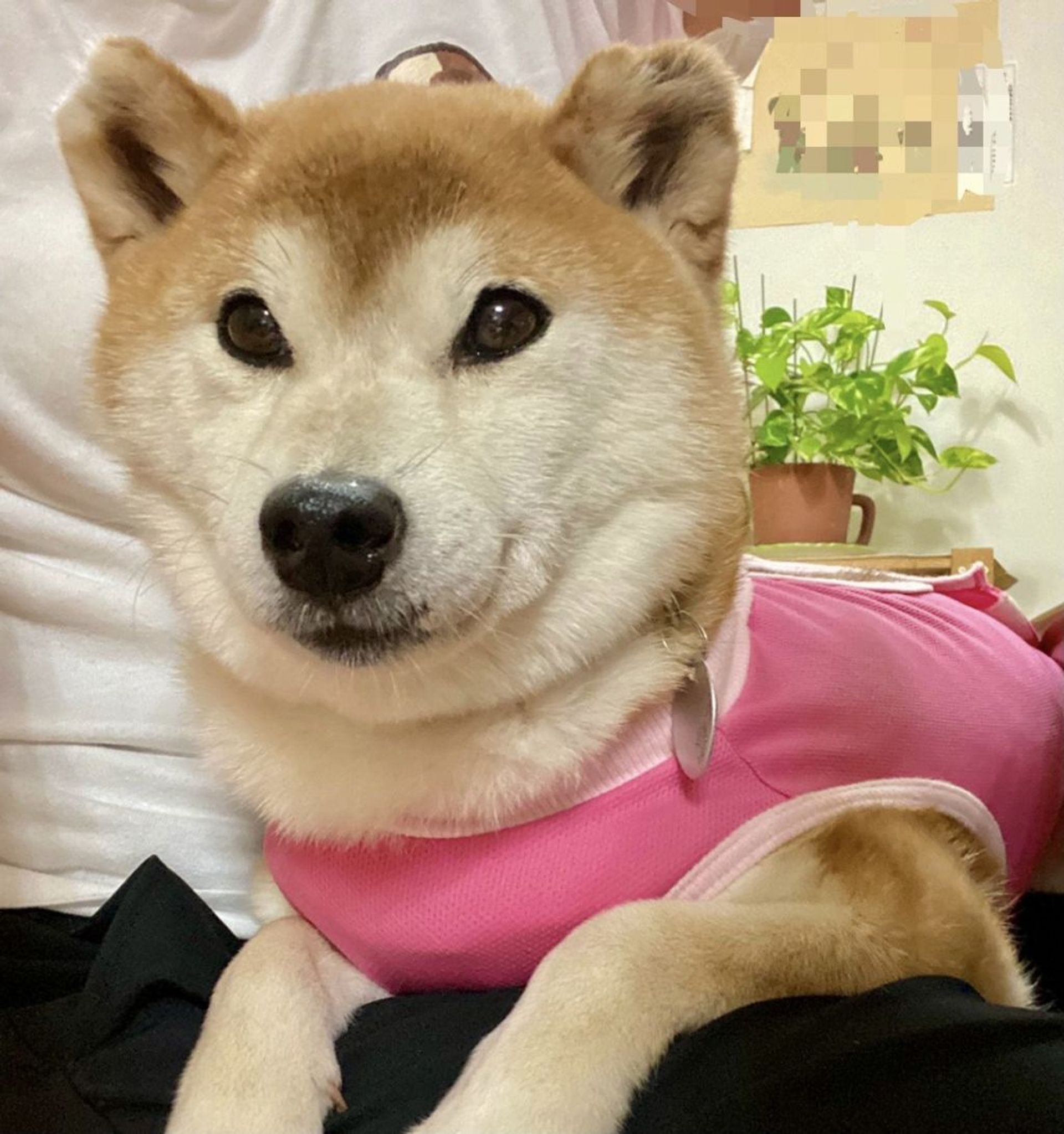 柴犬・オスの里親募集の写真