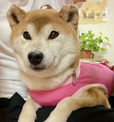 おあげの写真