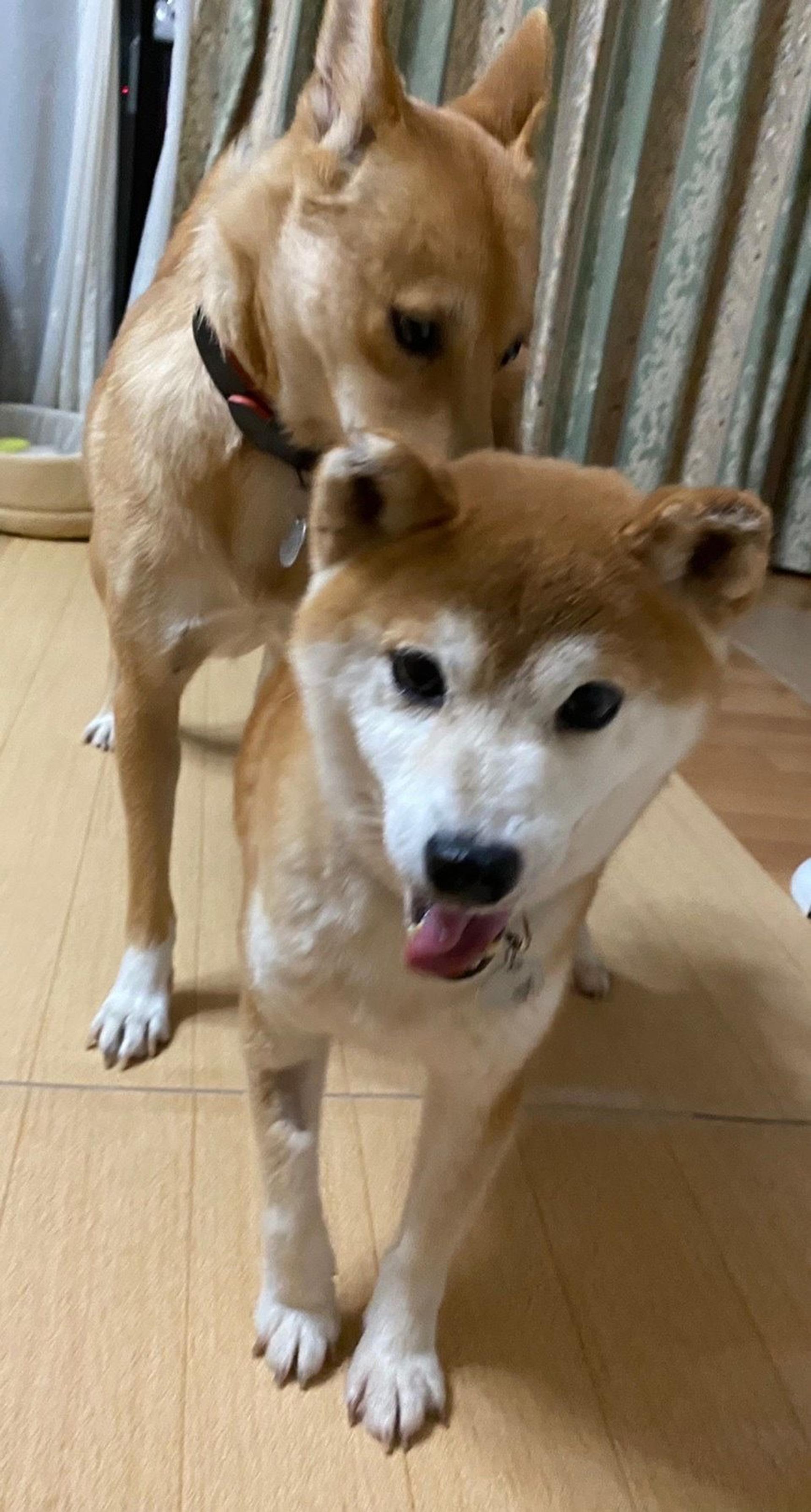 pet-image-3