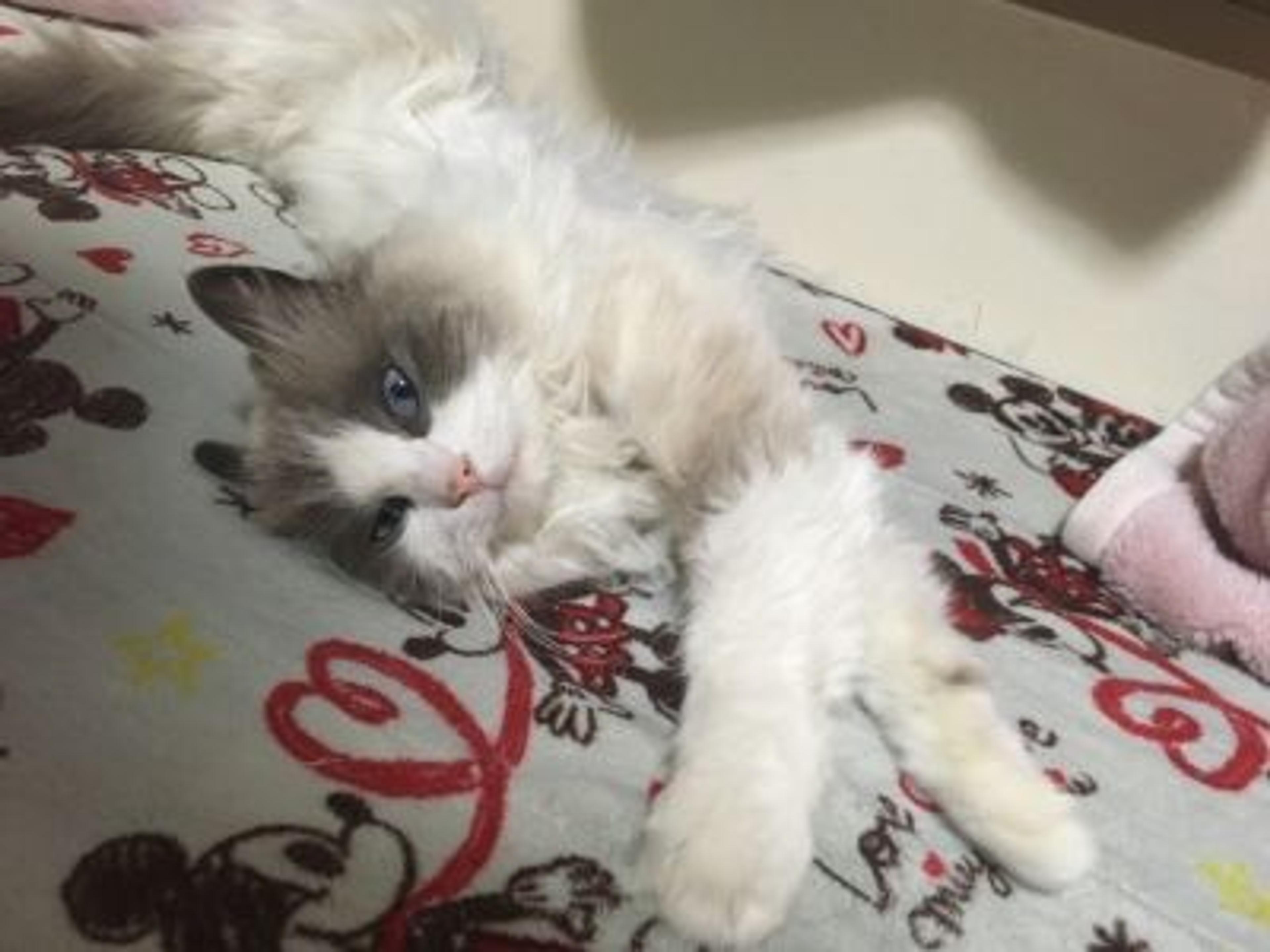 pet-image-2