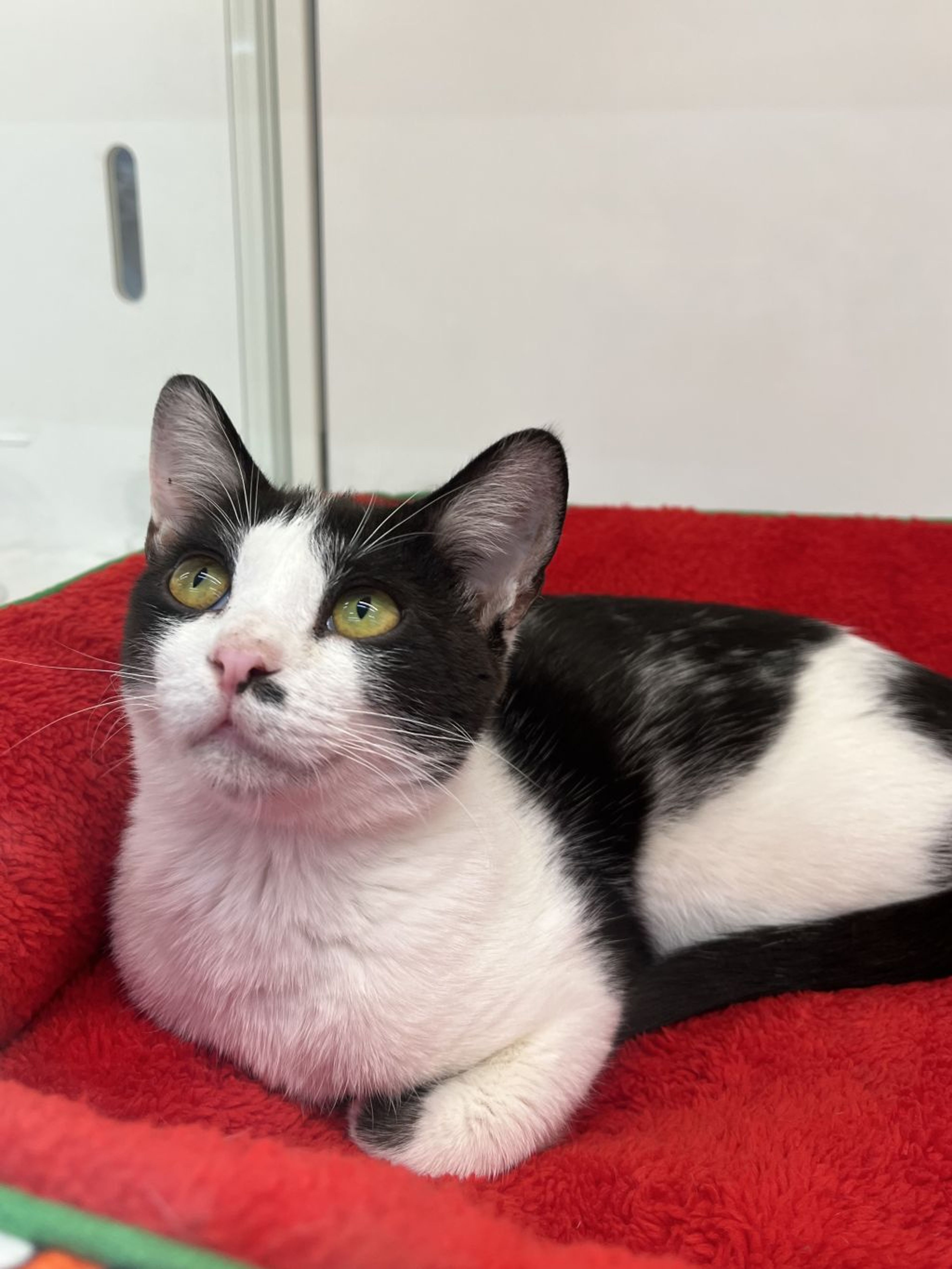 pet-image-2