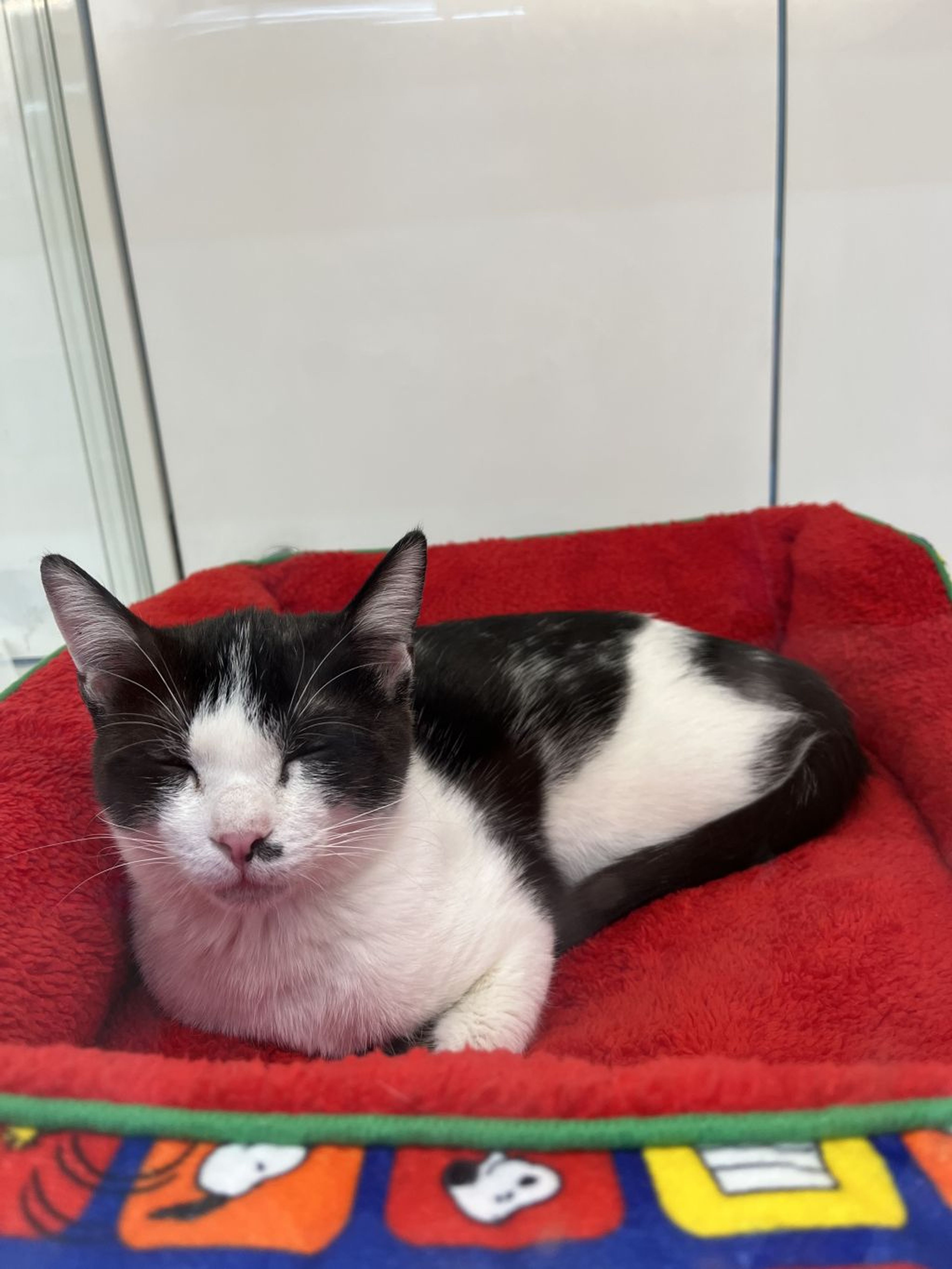 pet-image-3