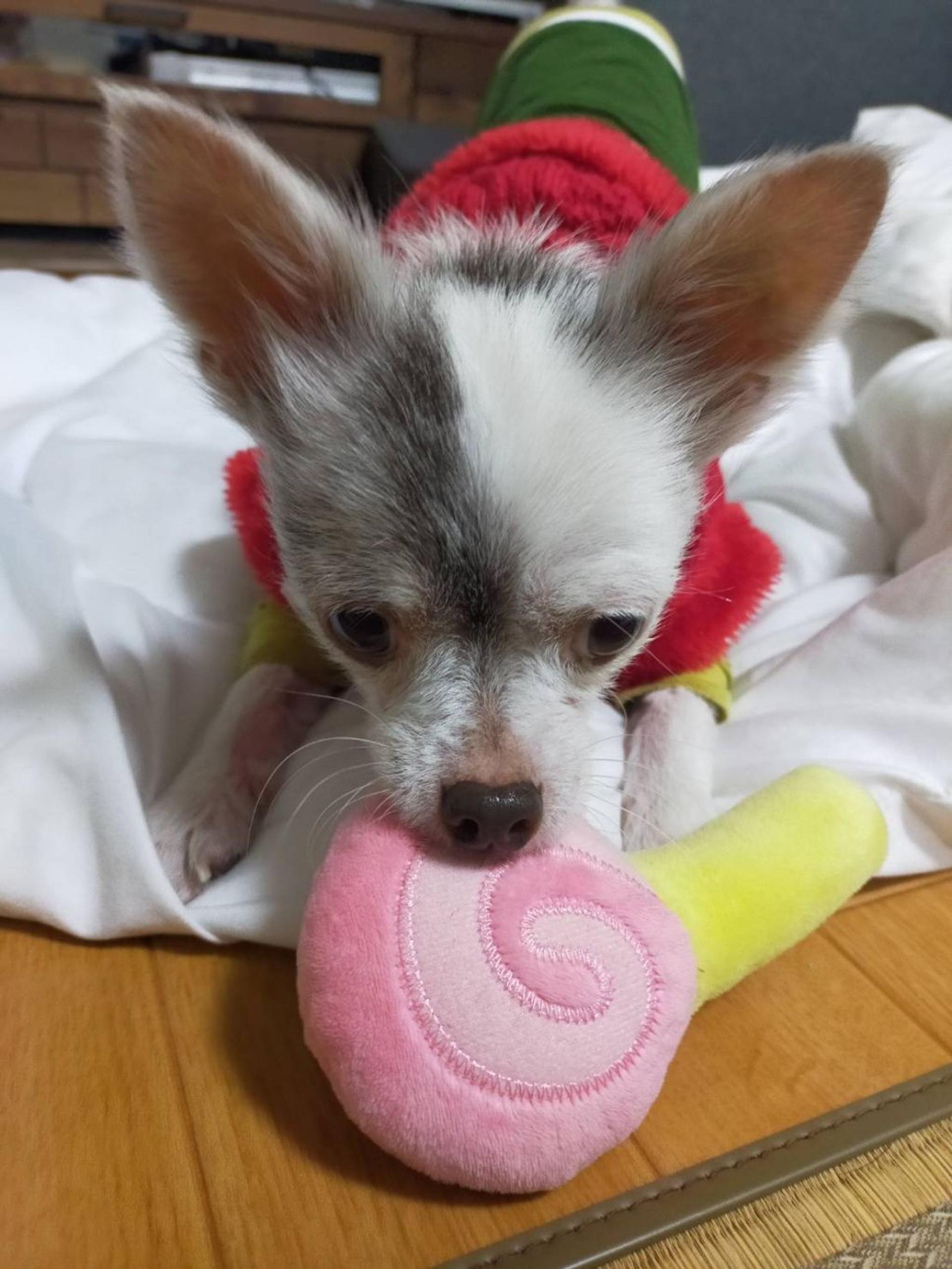 pet-image-3