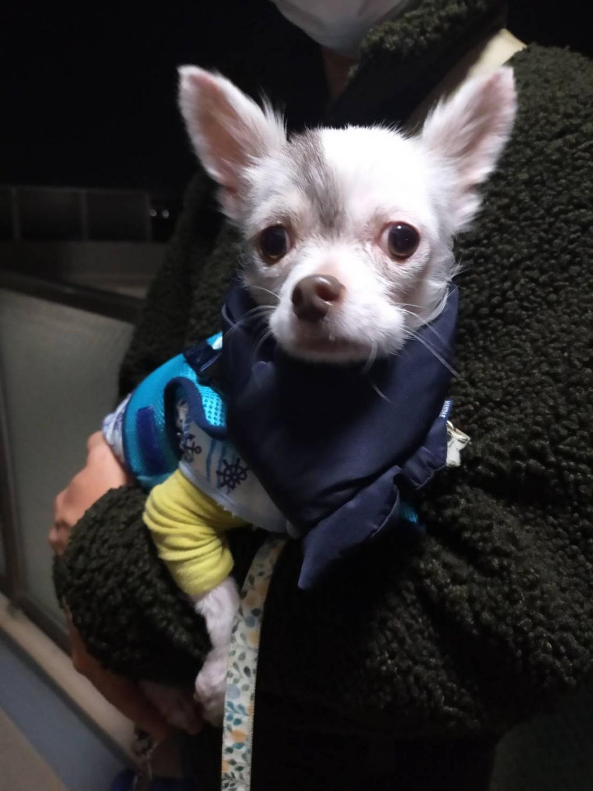 pet-image-4