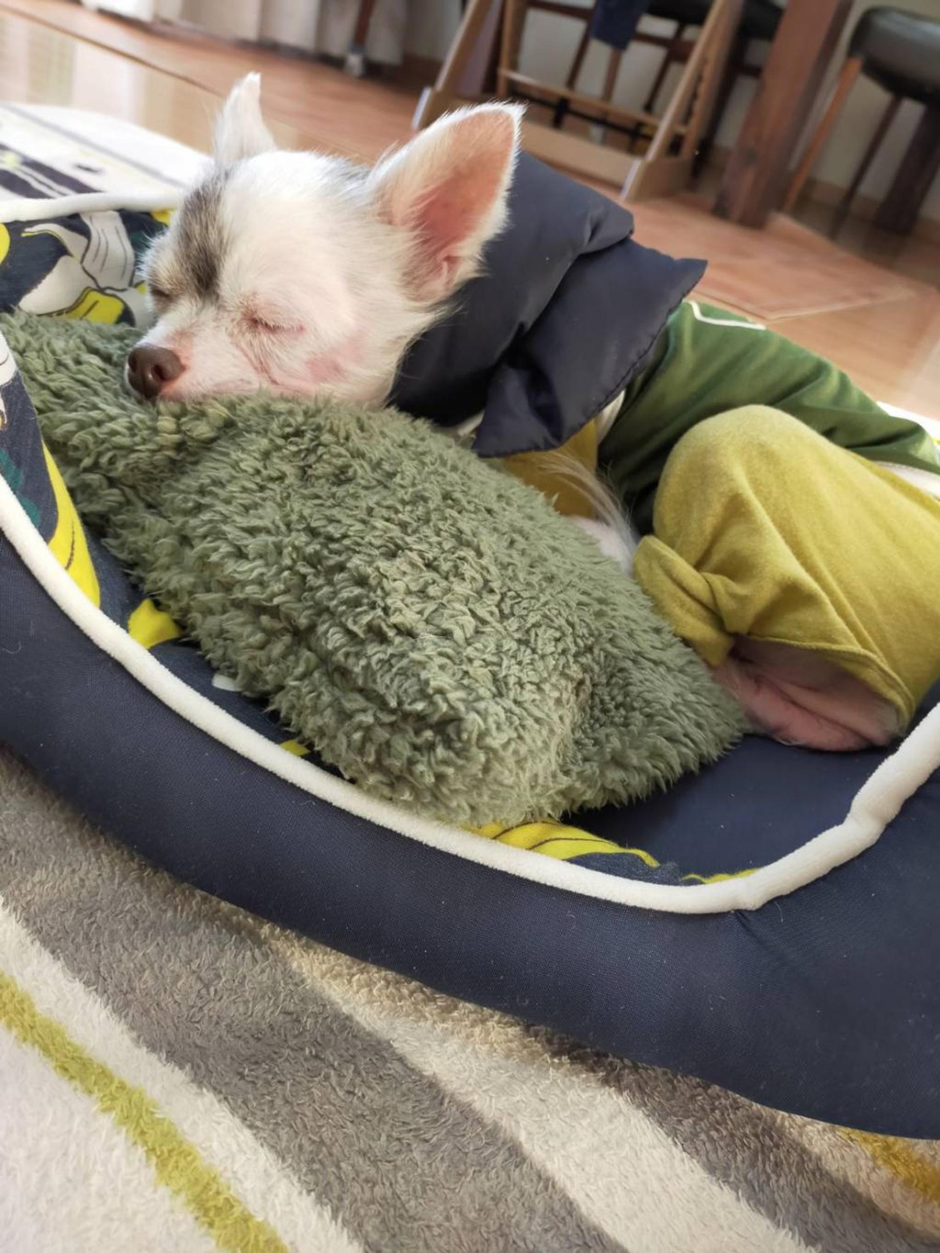 pet-image-6