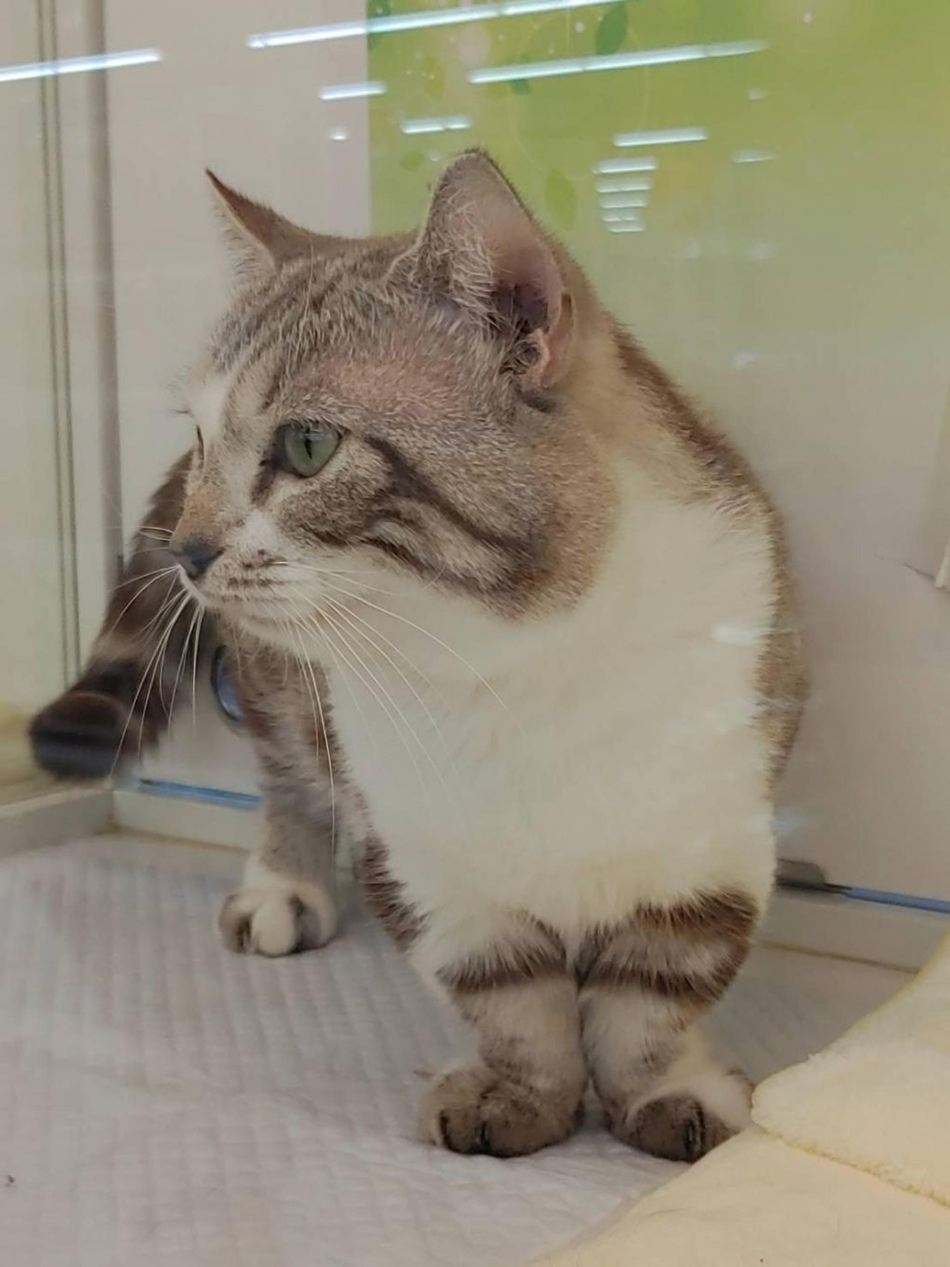 pet-image-3