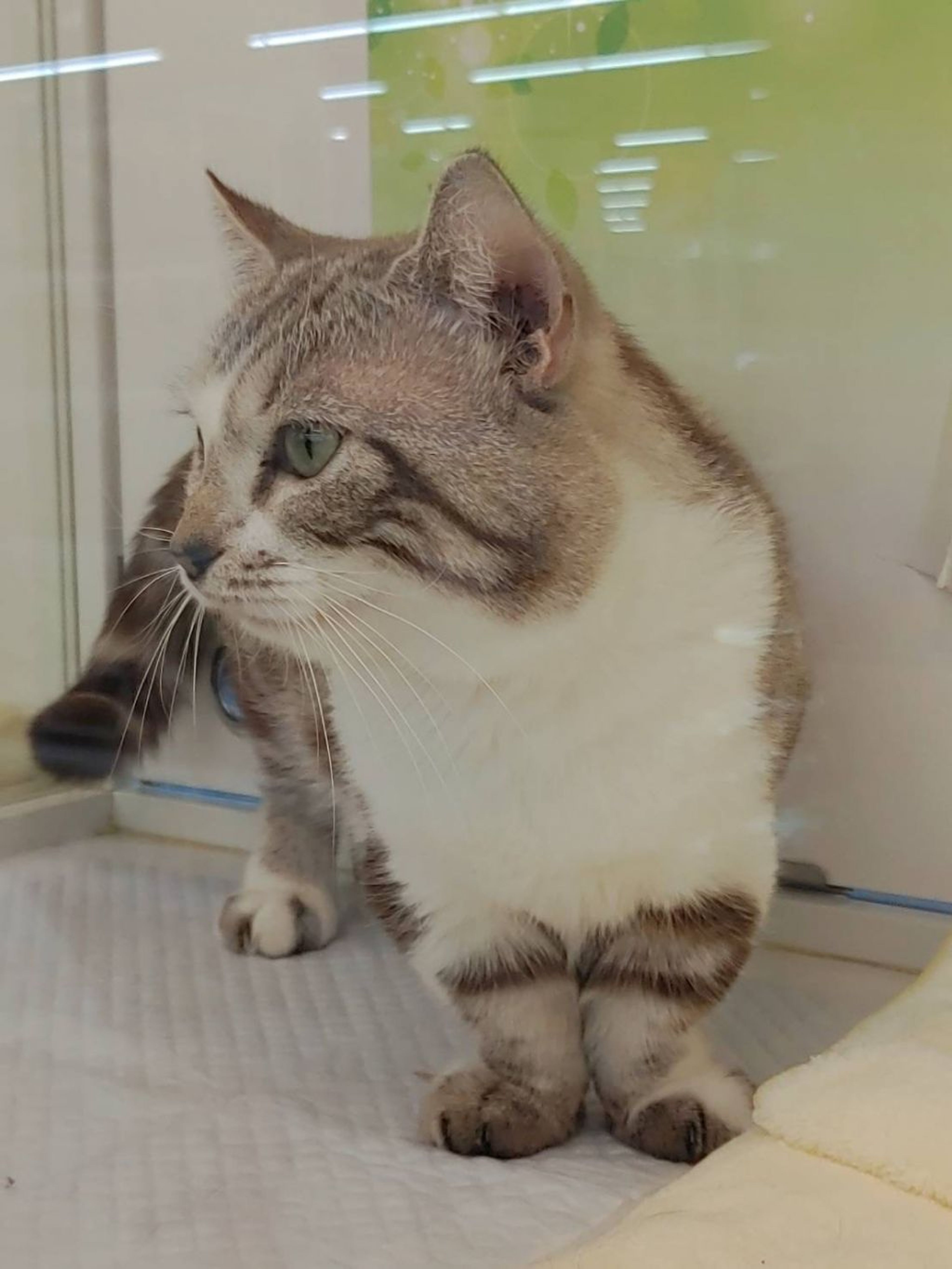 pet-image-3