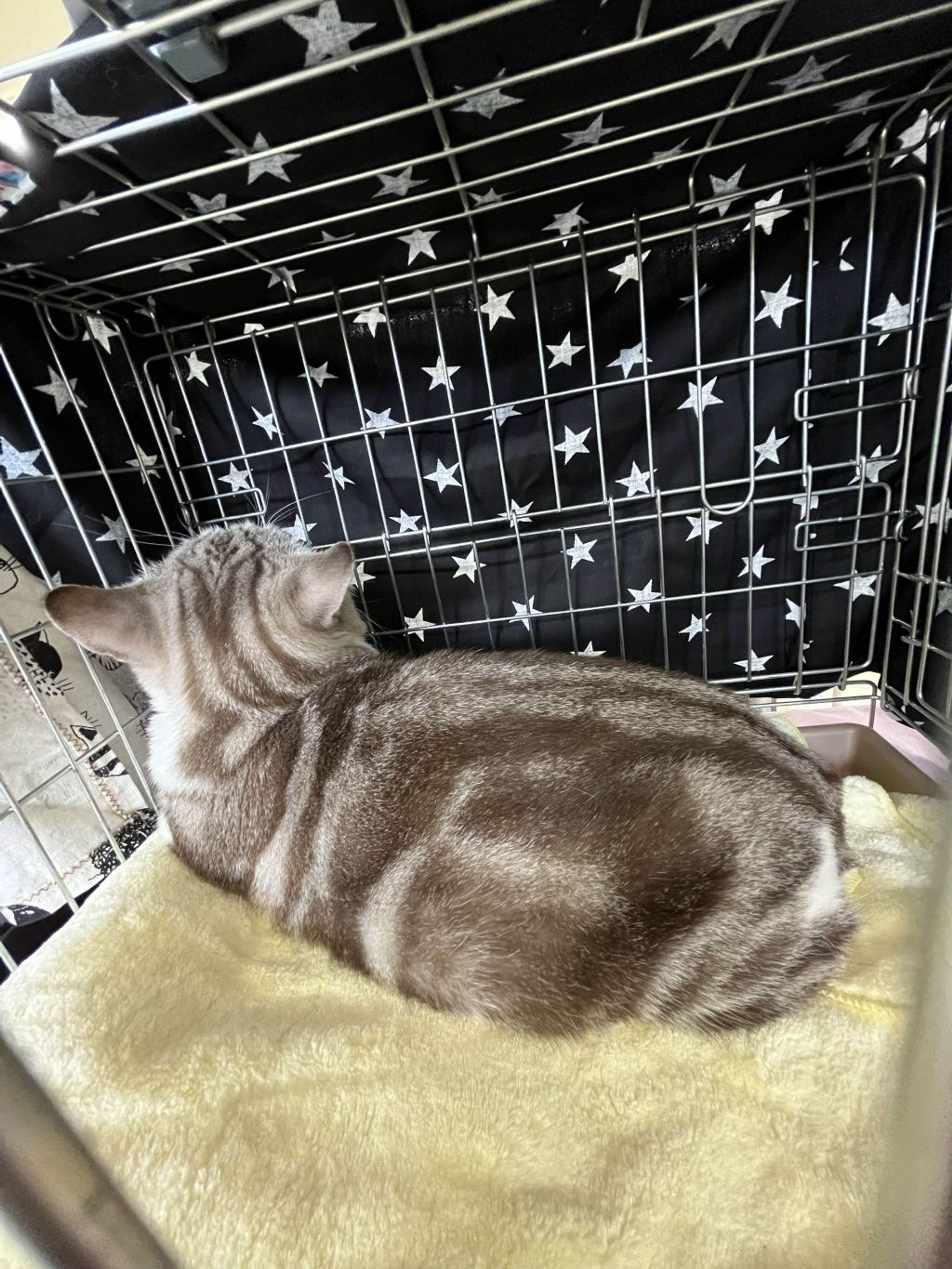 pet-image-4