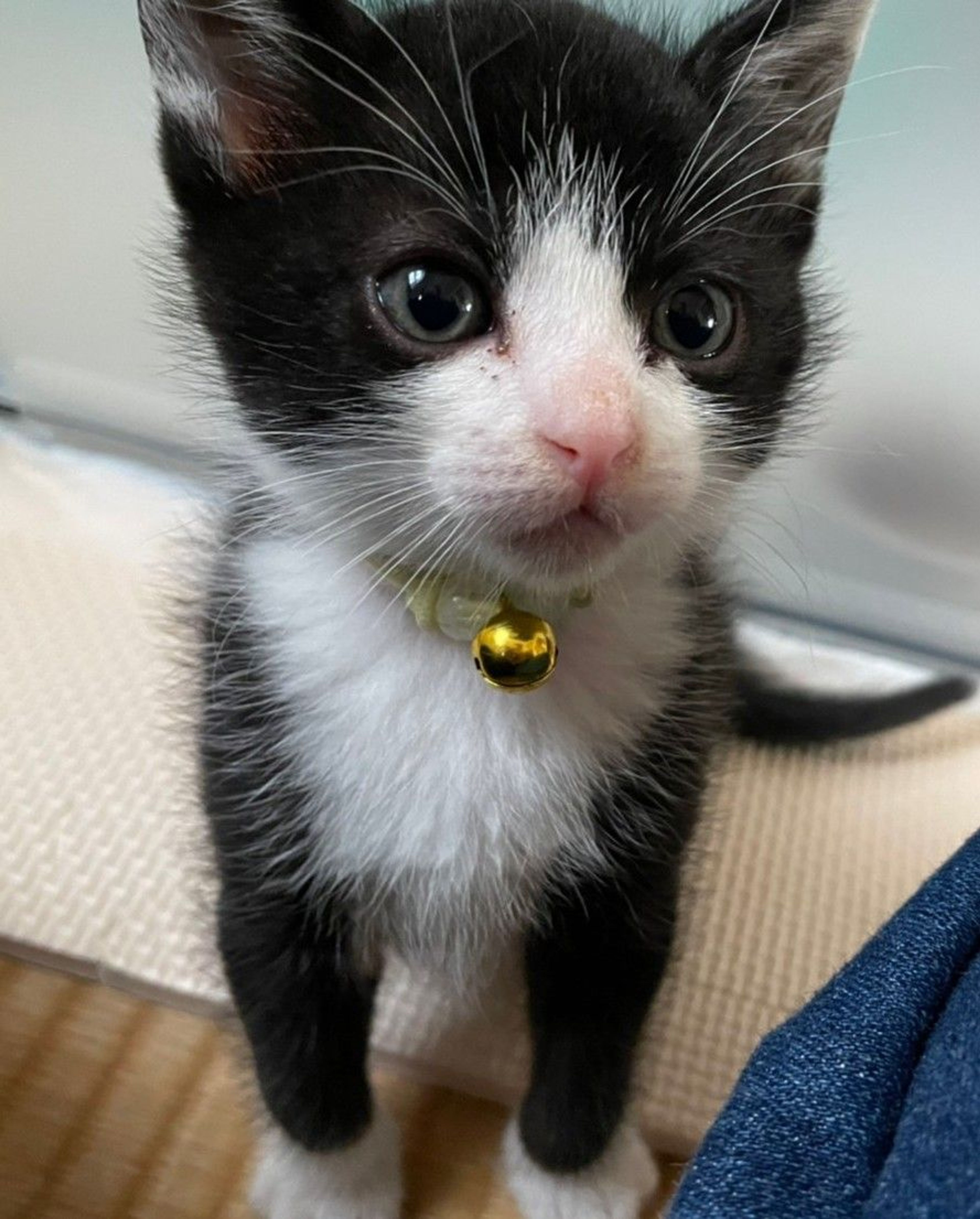 pet-image-2