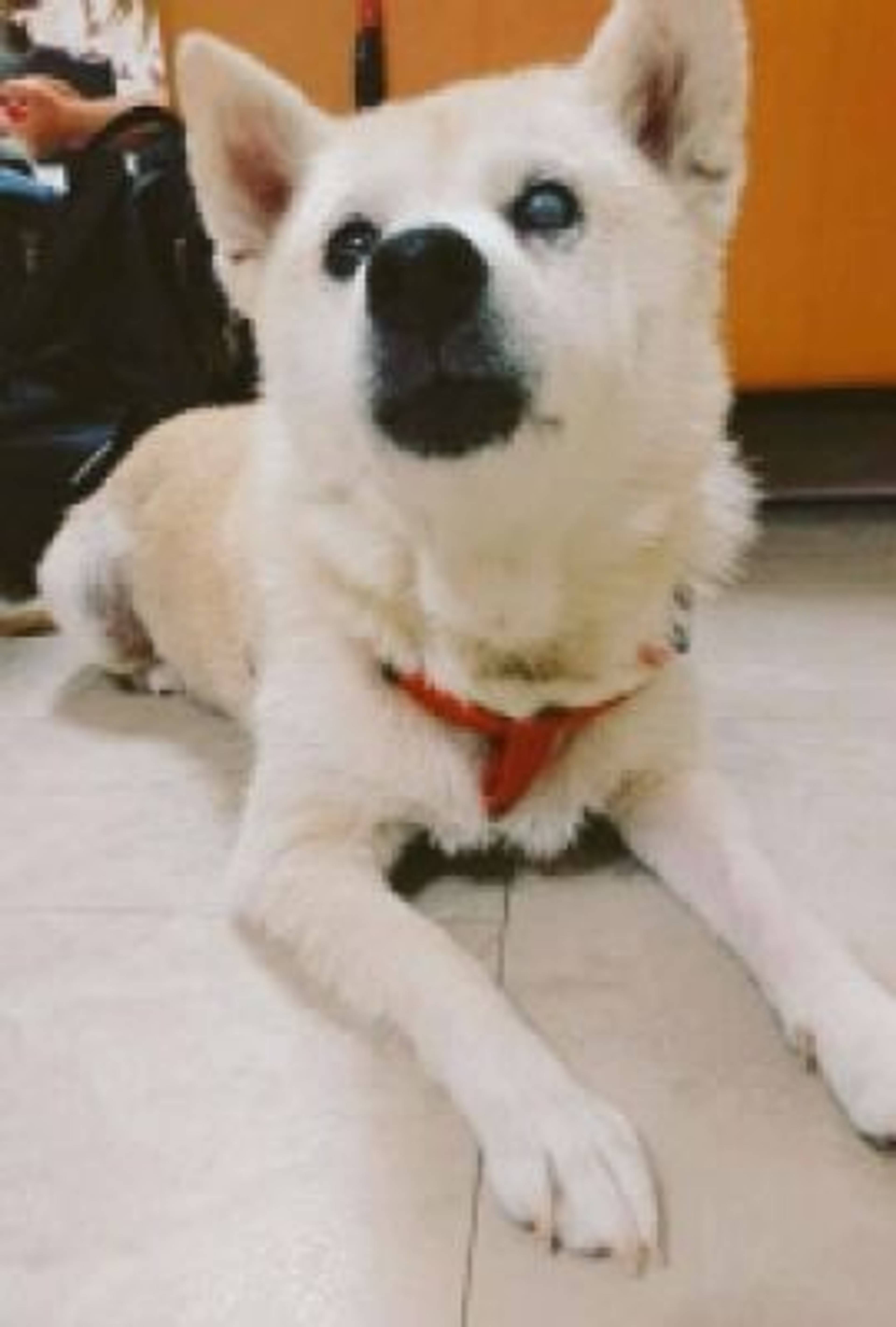 雑種（ミックス犬）・メスの里親募集の写真