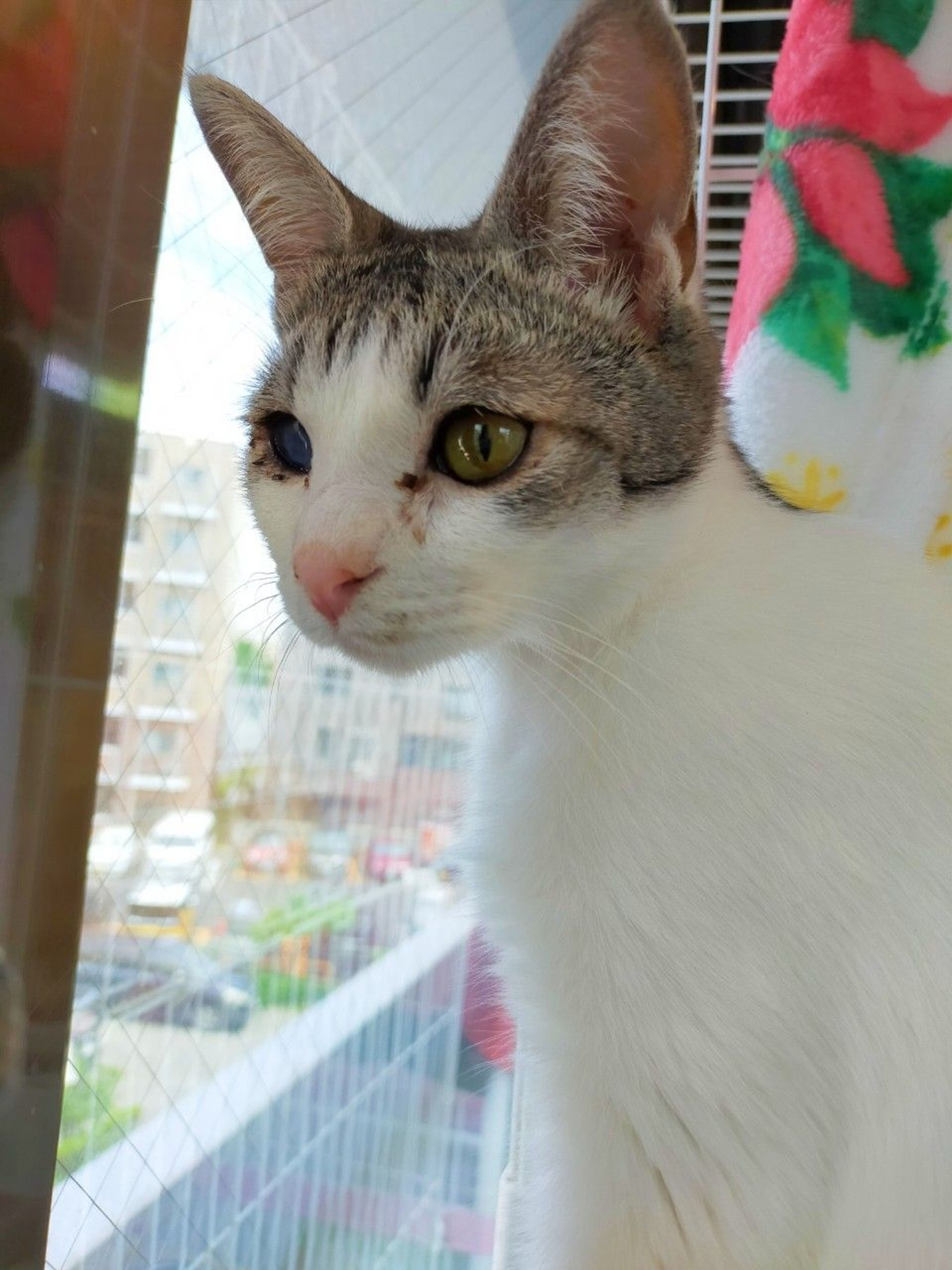 pet-image-2