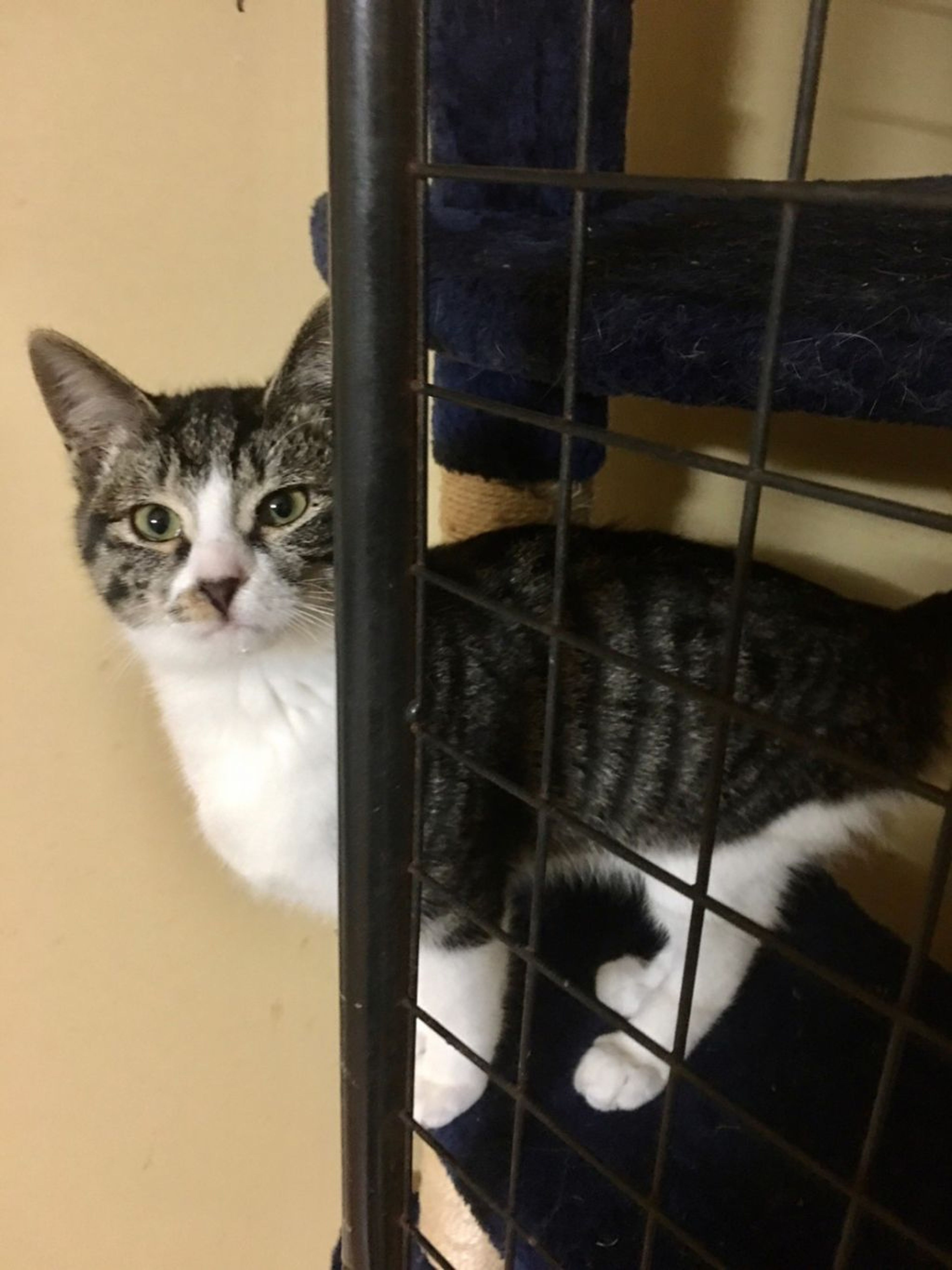 雑種（ミックス猫）・オスの里親募集の写真