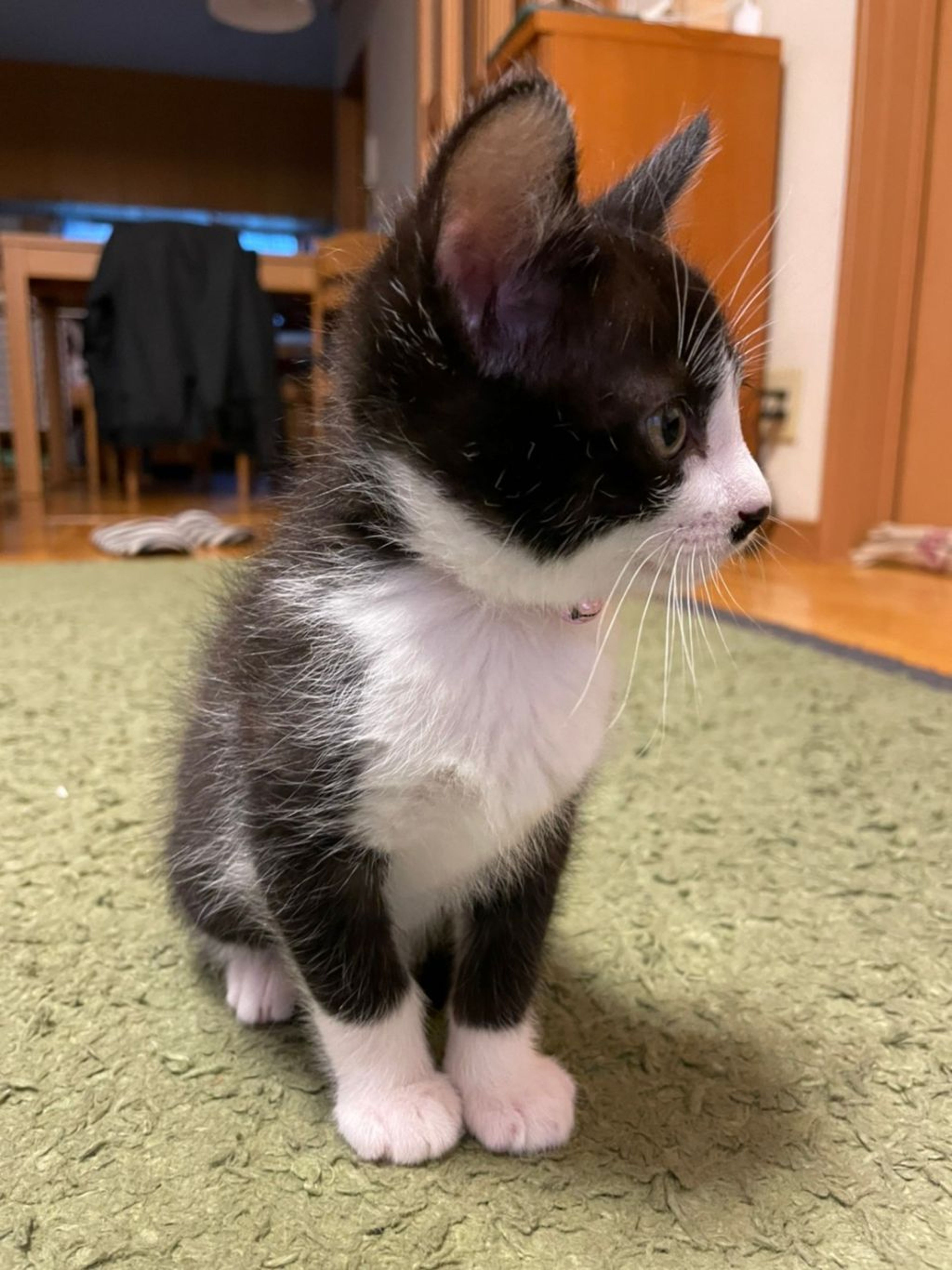 pet-image-3