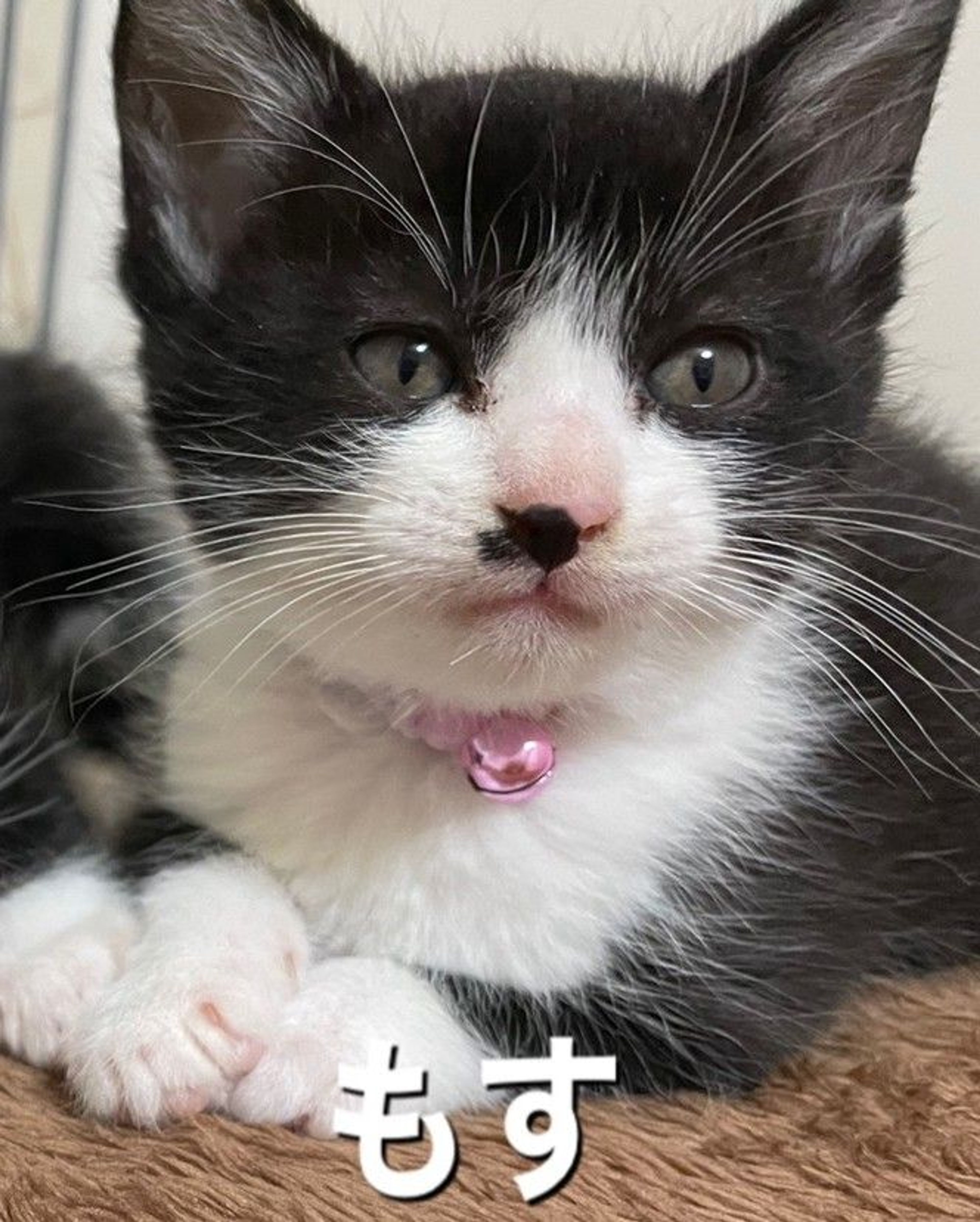 pet-image-4