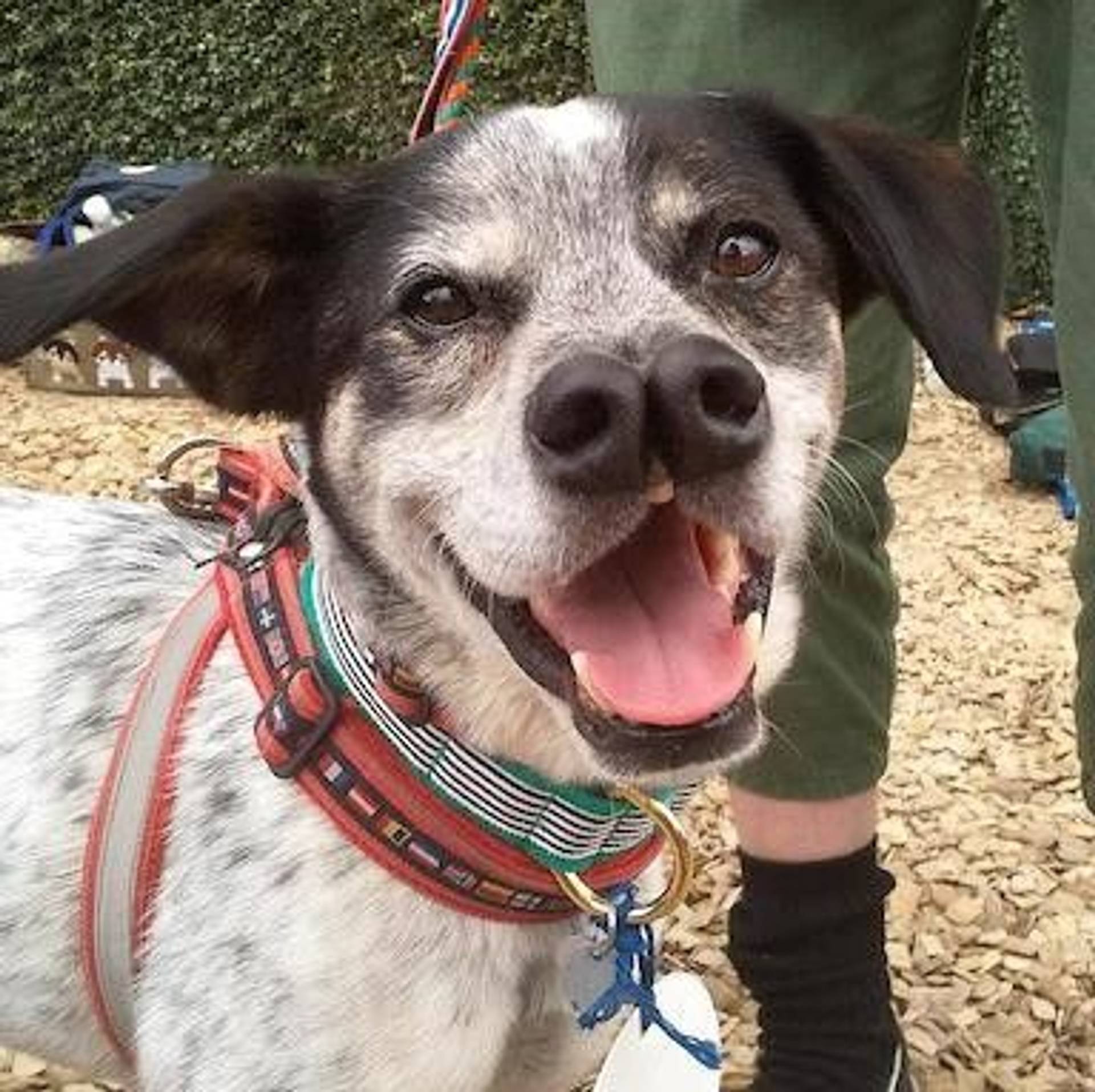 雑種（ミックス犬）・オスの里親募集の写真