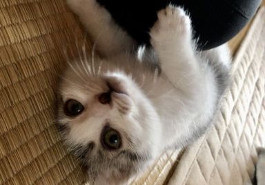 しおちゃんの写真