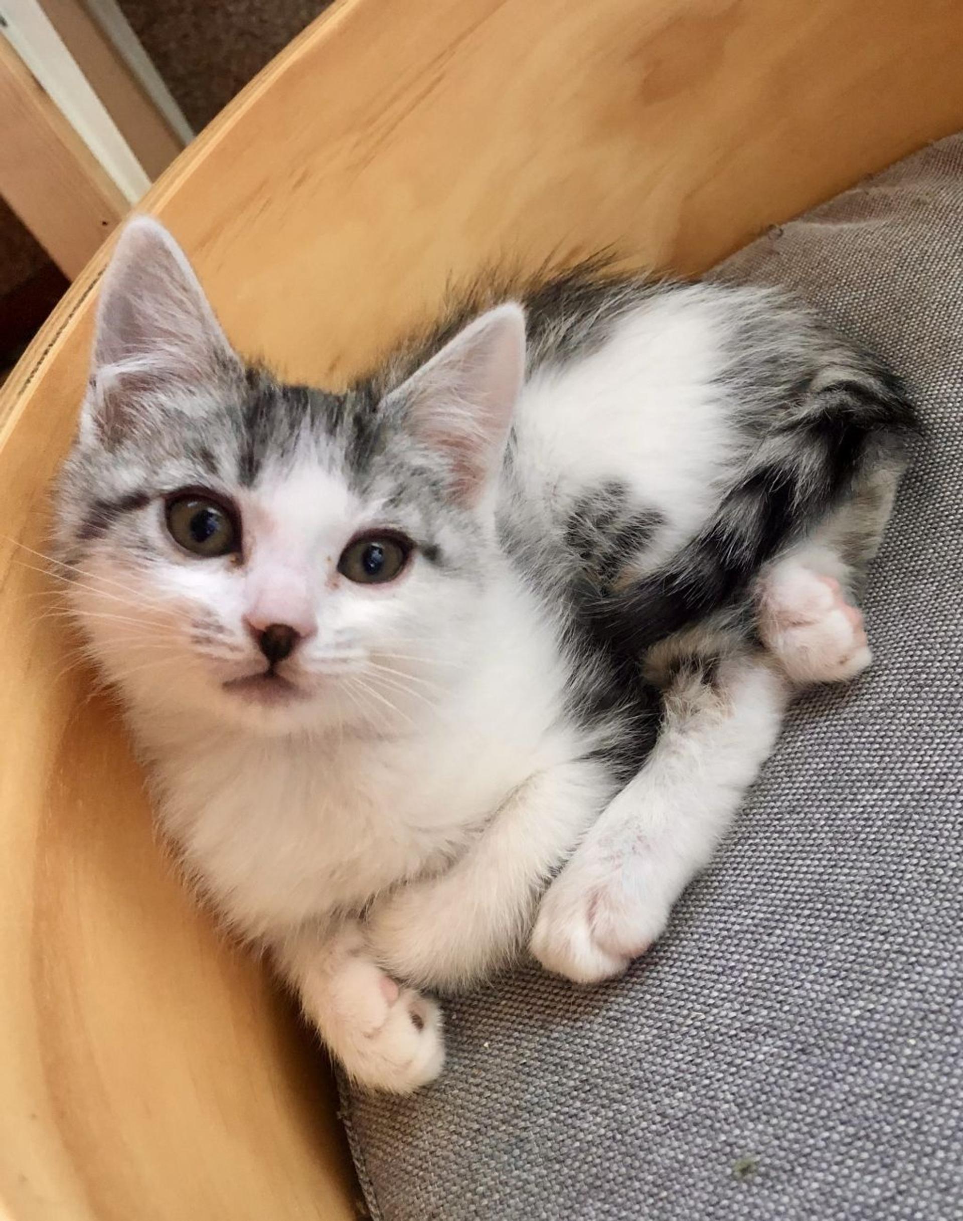 pet-image-2