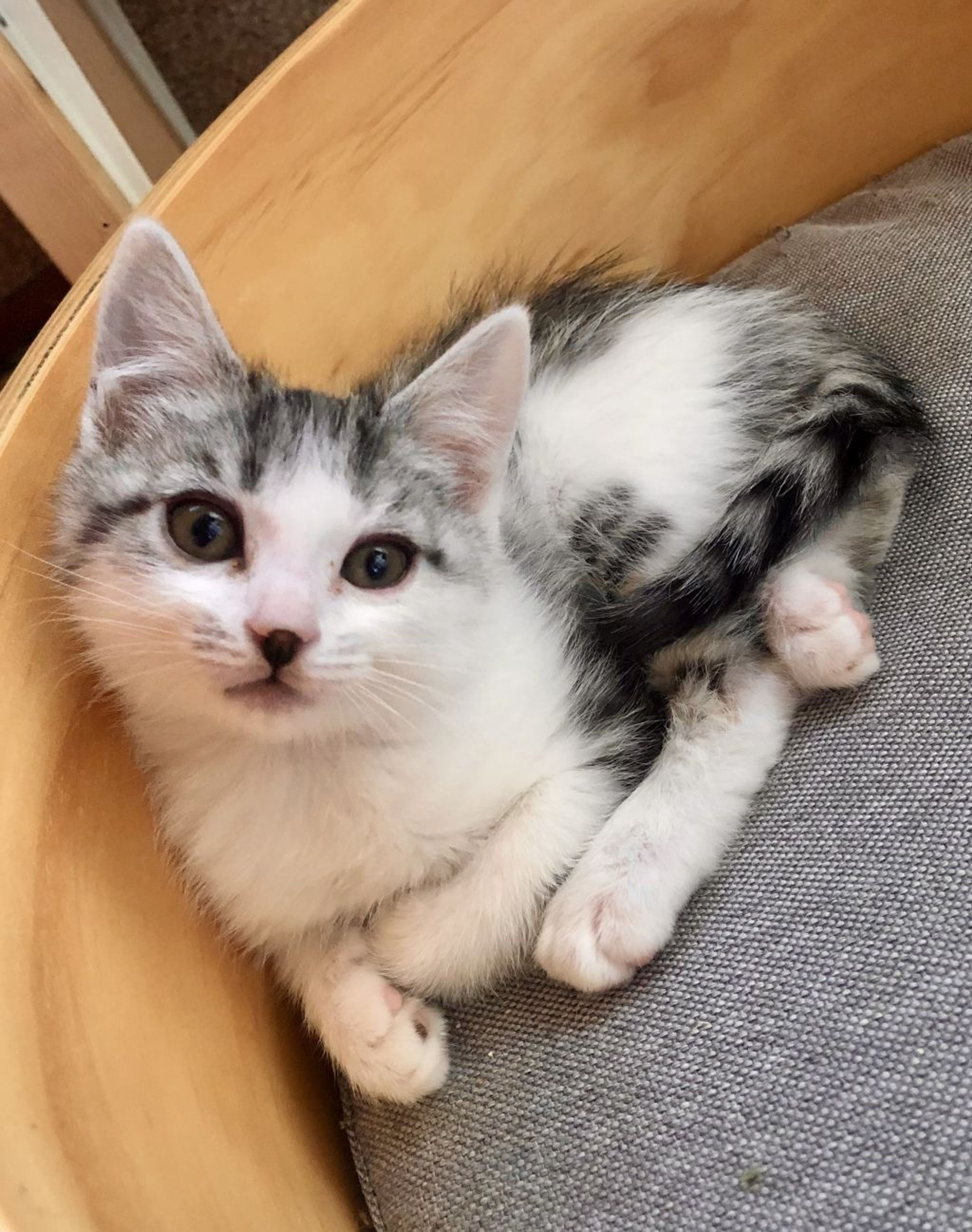 pet-image-2