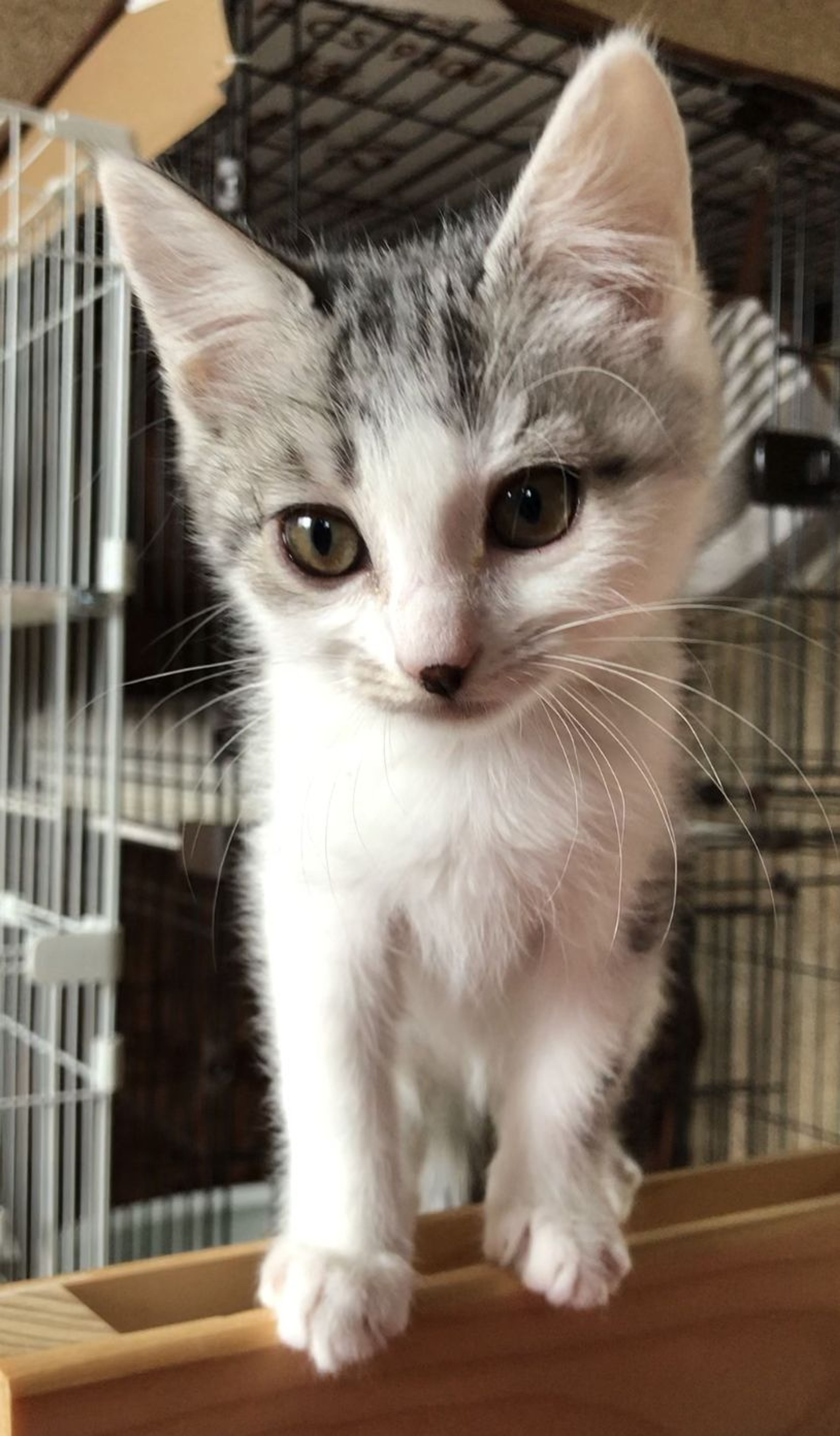 pet-image-3