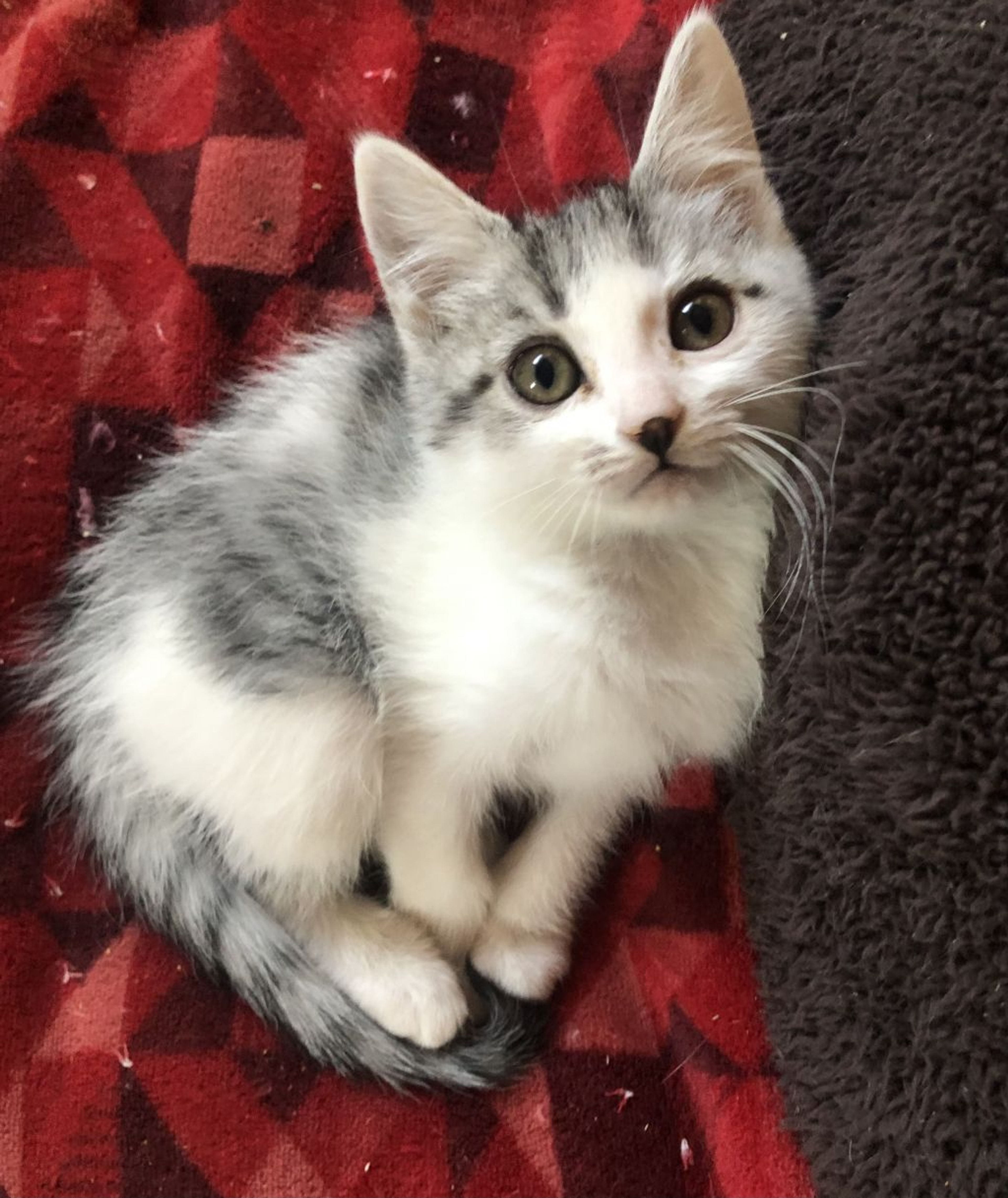 pet-image-5