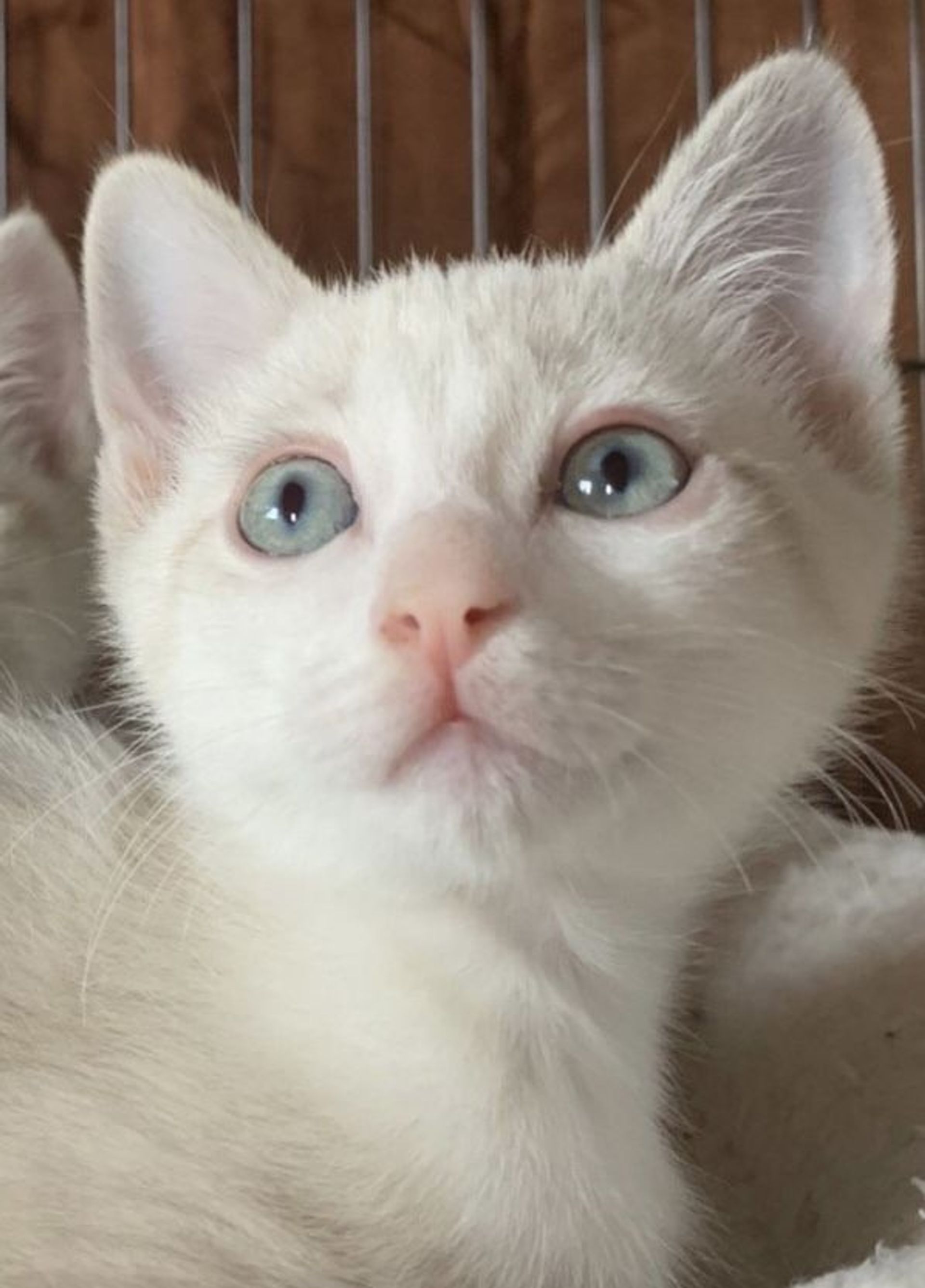 雑種（ミックス猫）・オスの里親募集の写真