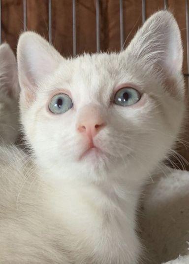 はくくんの写真