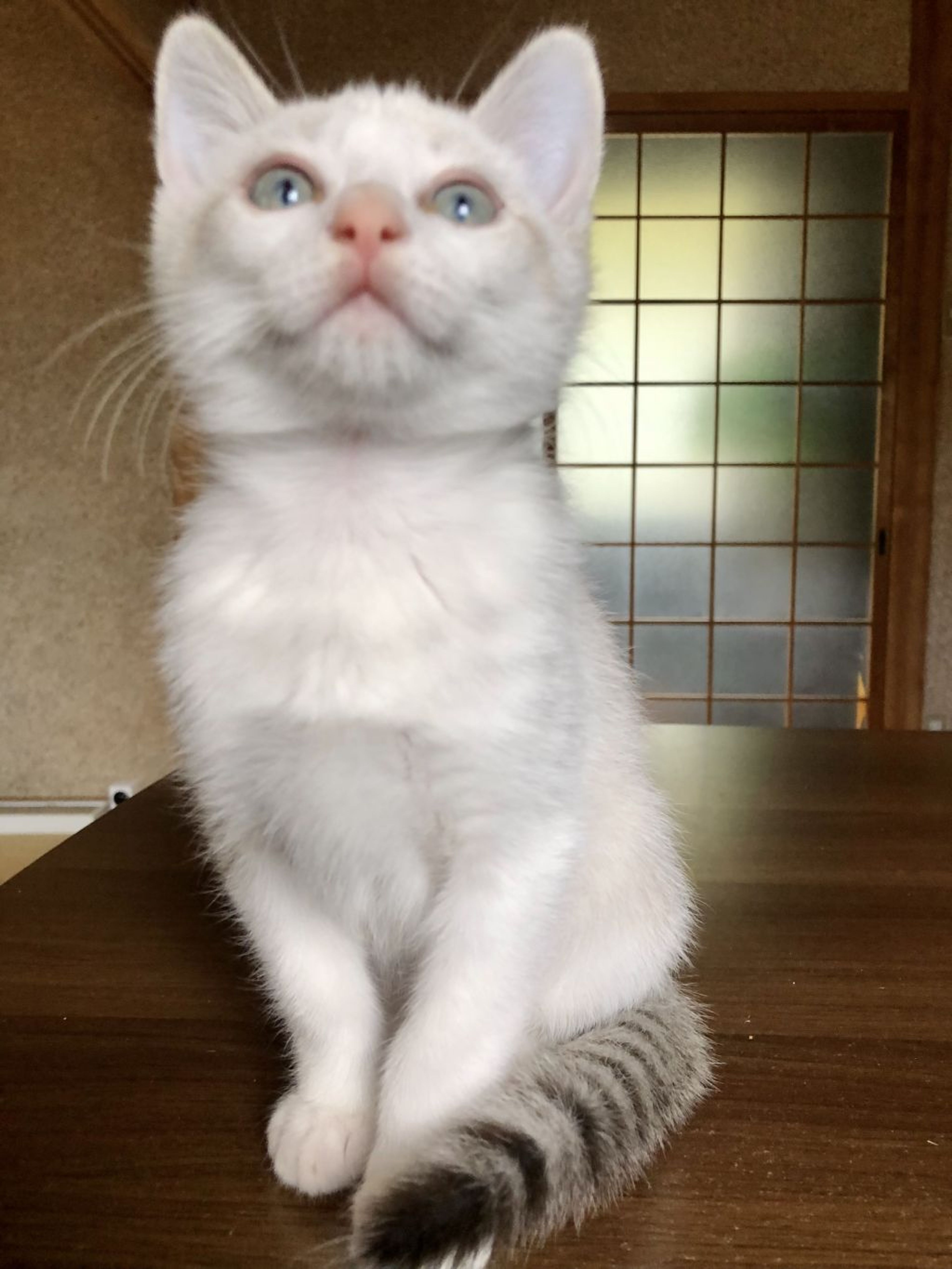 pet-image-3
