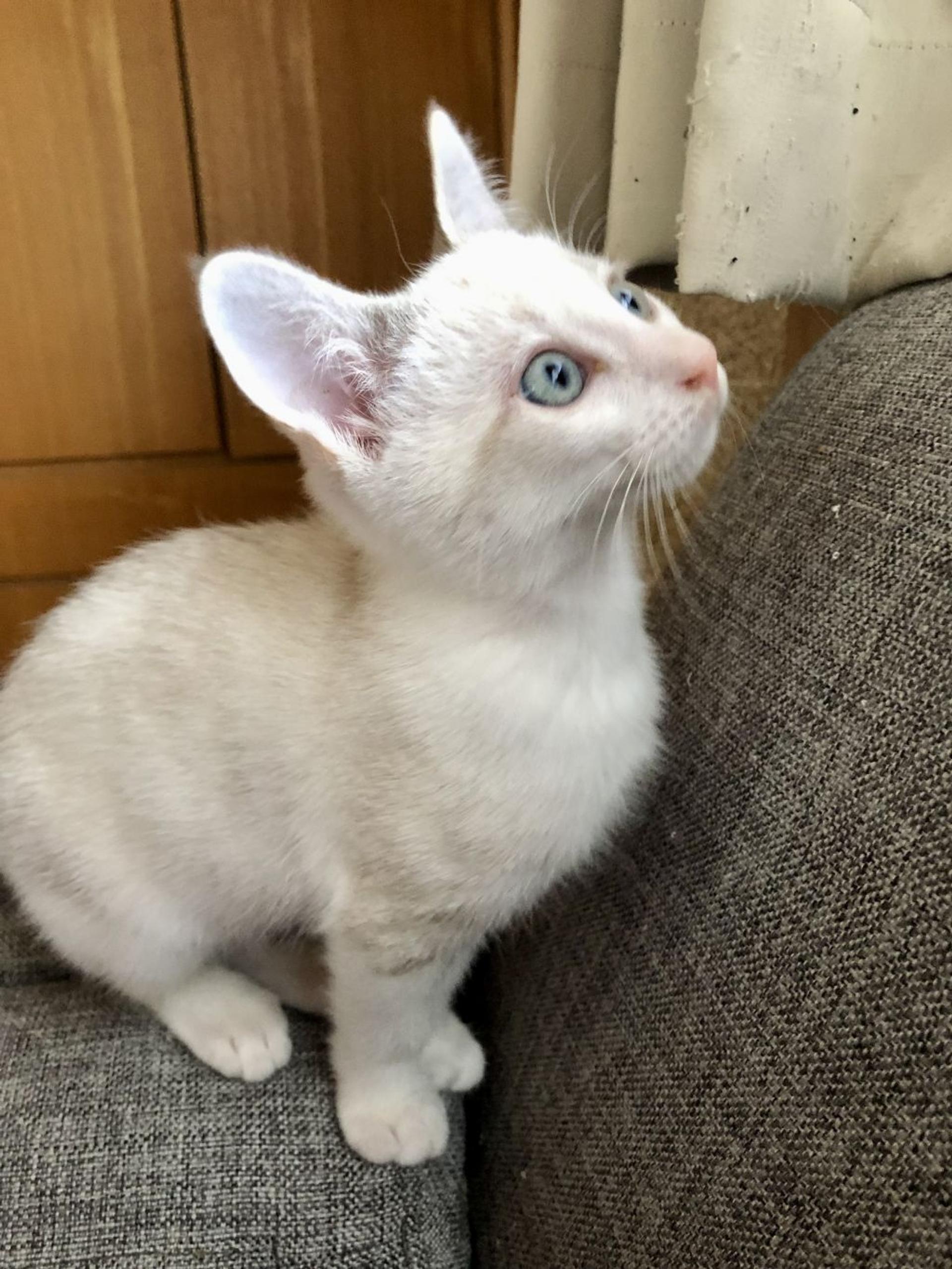 pet-image-4